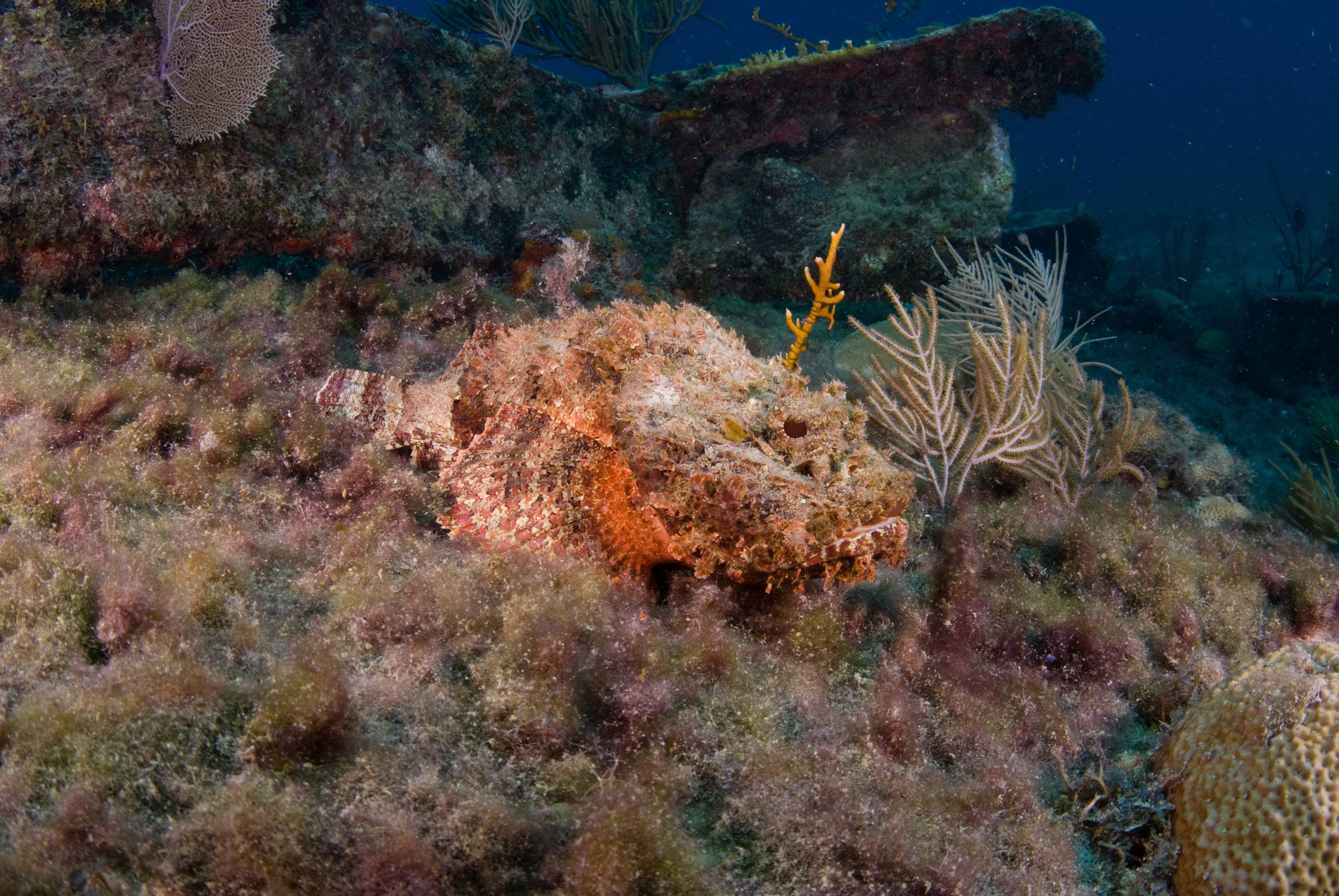 Scorpion Fish