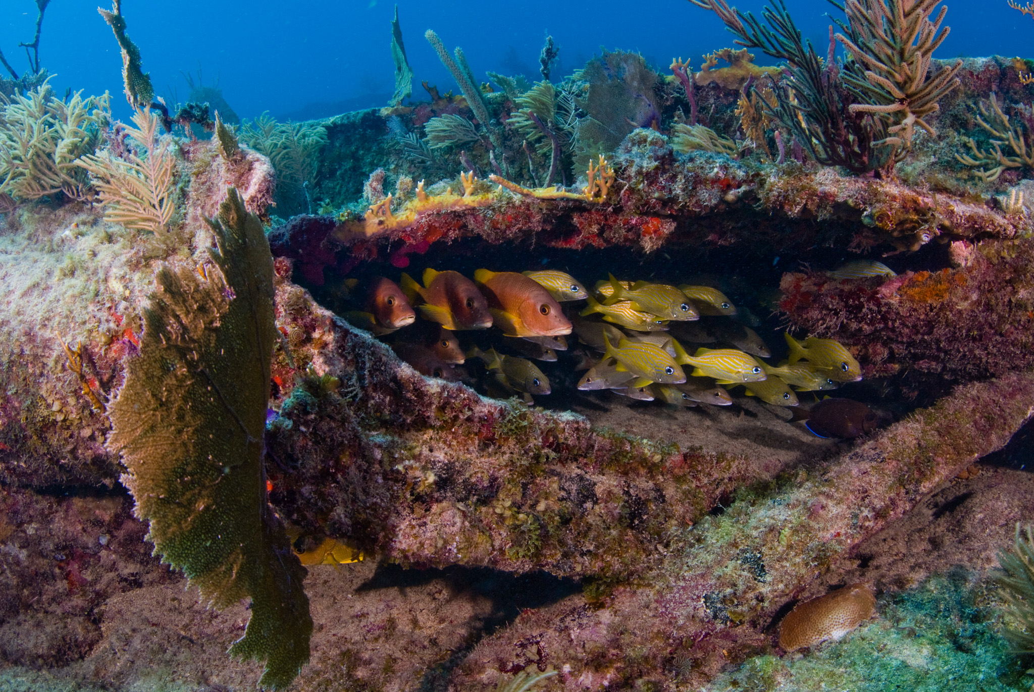 Snappers Hiding