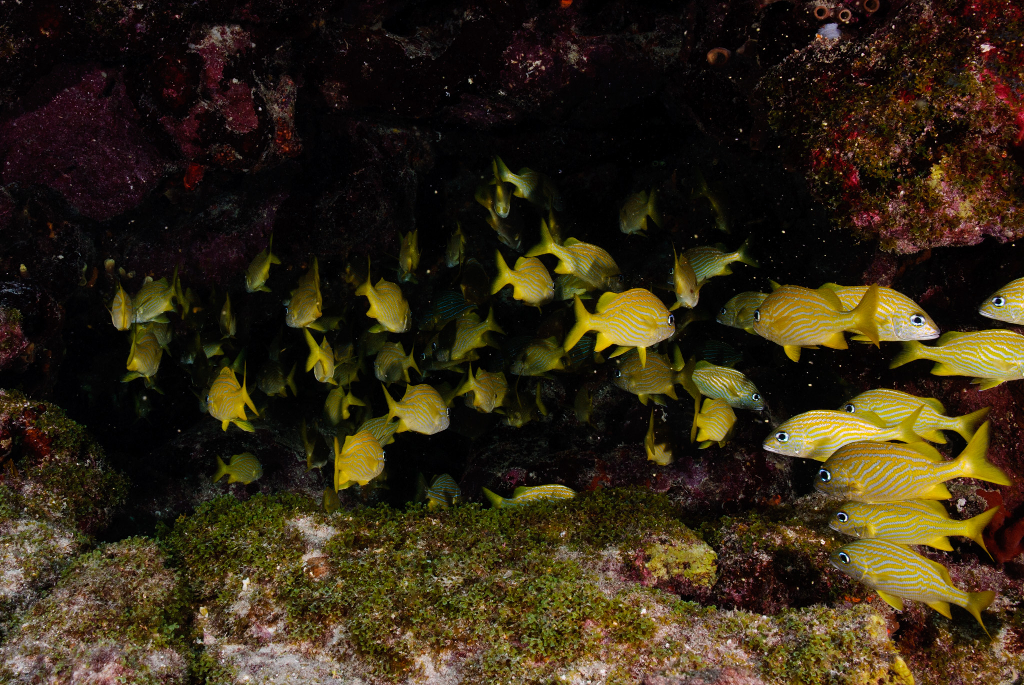 Yellowtales