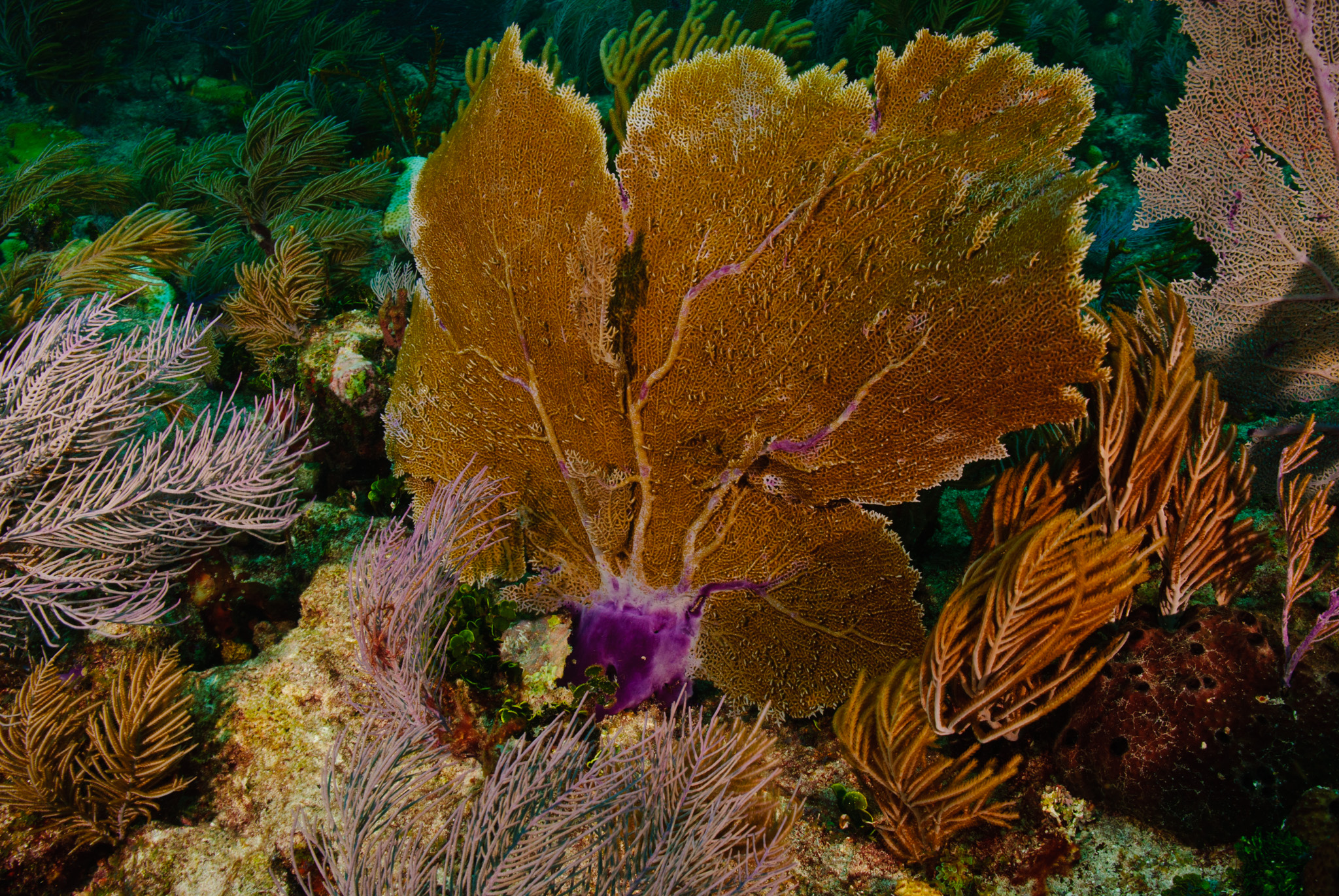 Purple Sea Fan
