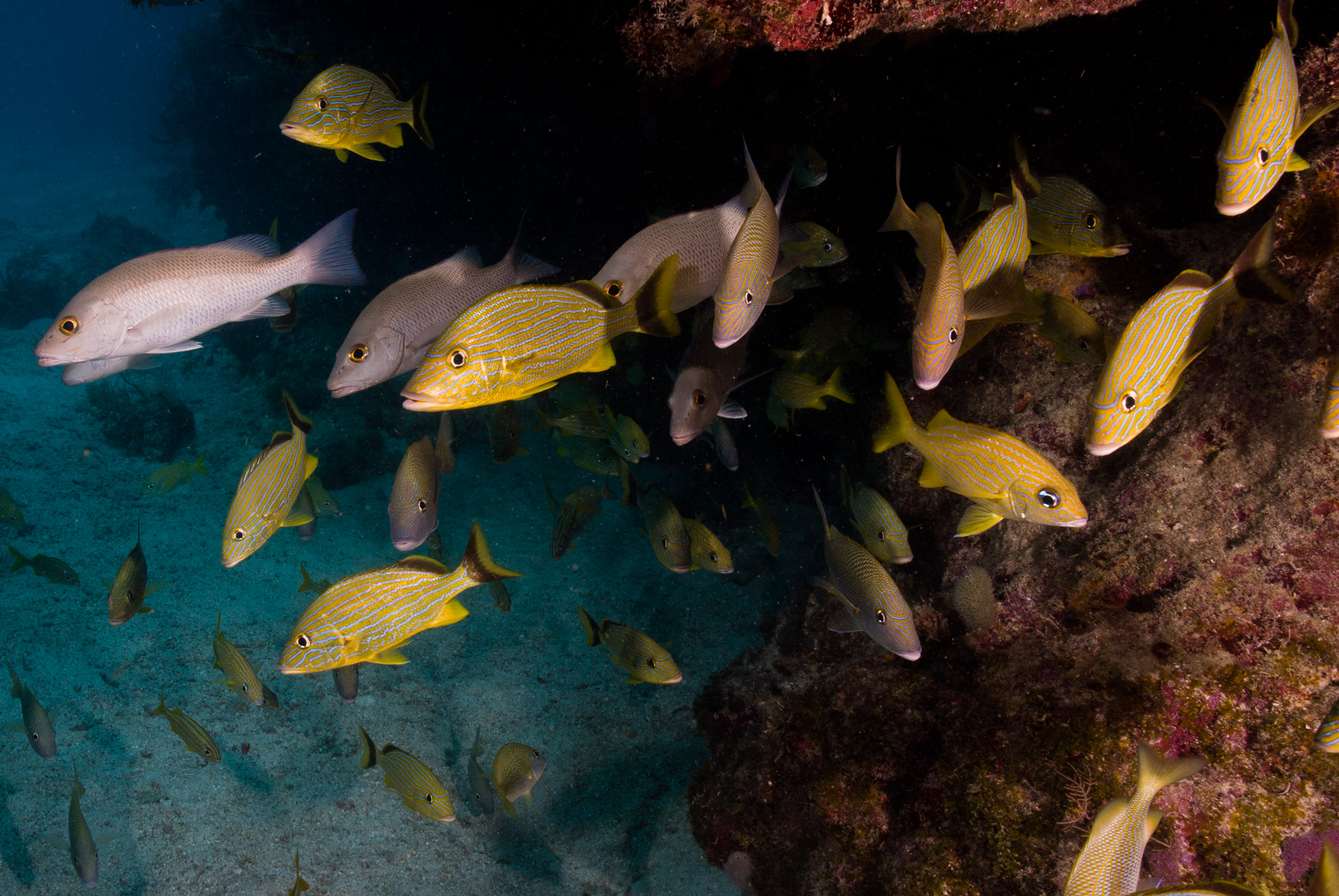 Snappers Hiding