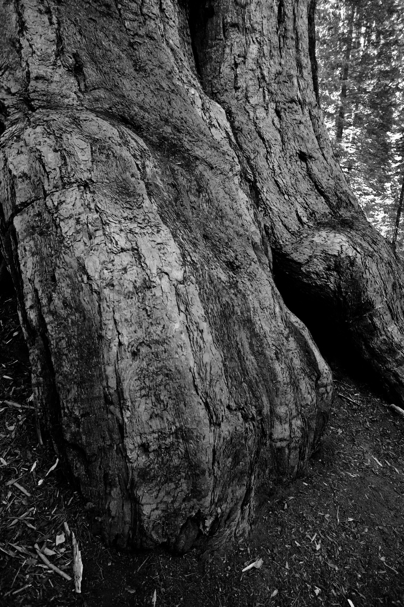 Giant Sequoia foot