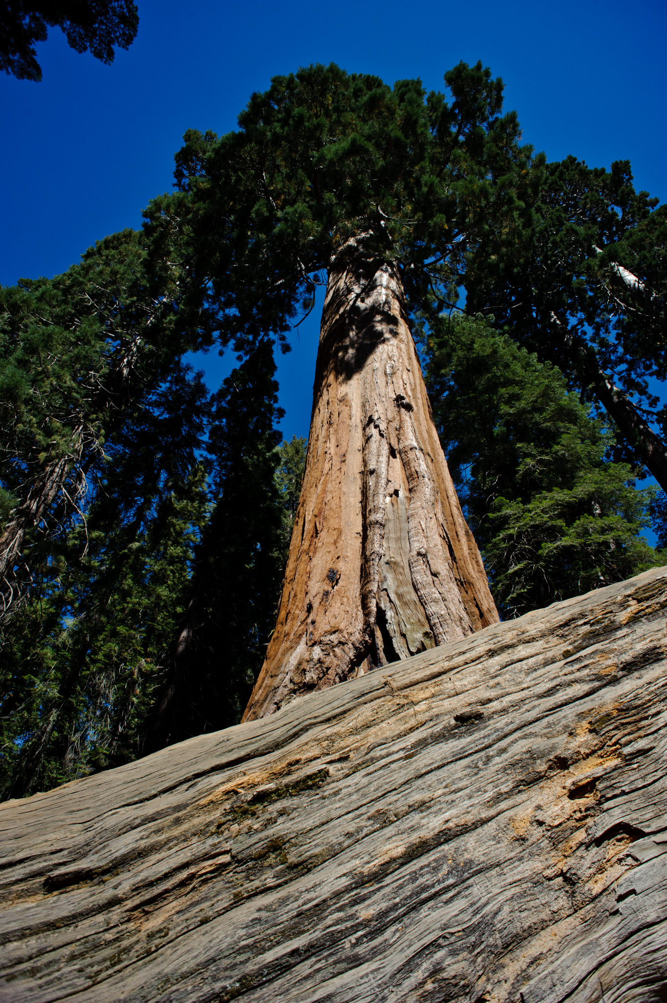 Giant Sequoia
