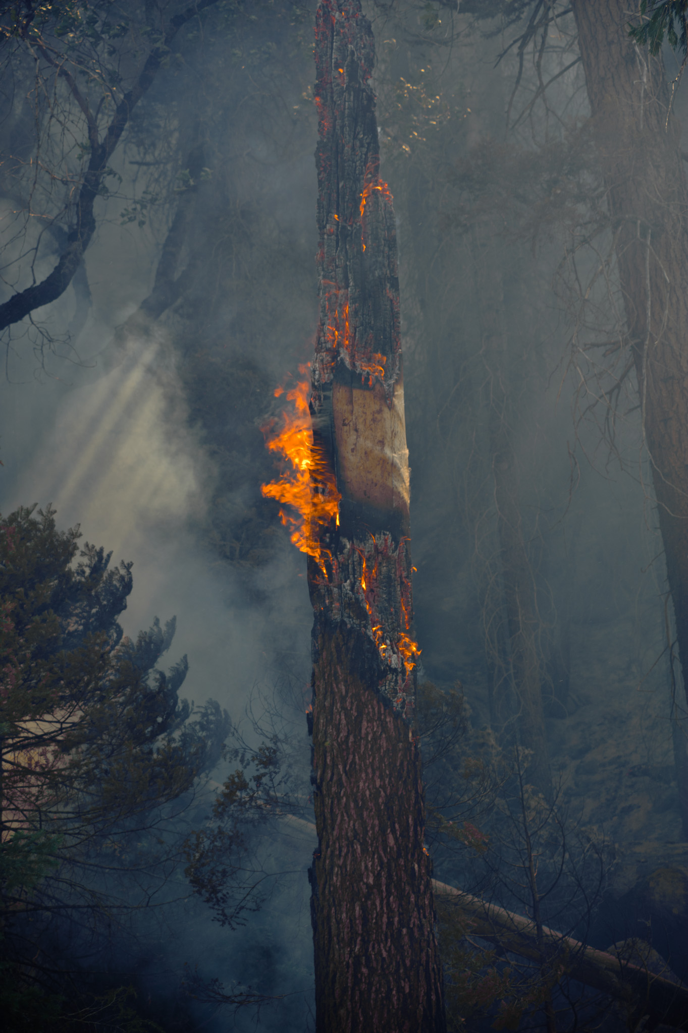 Sheep Fire near Cedar Grove