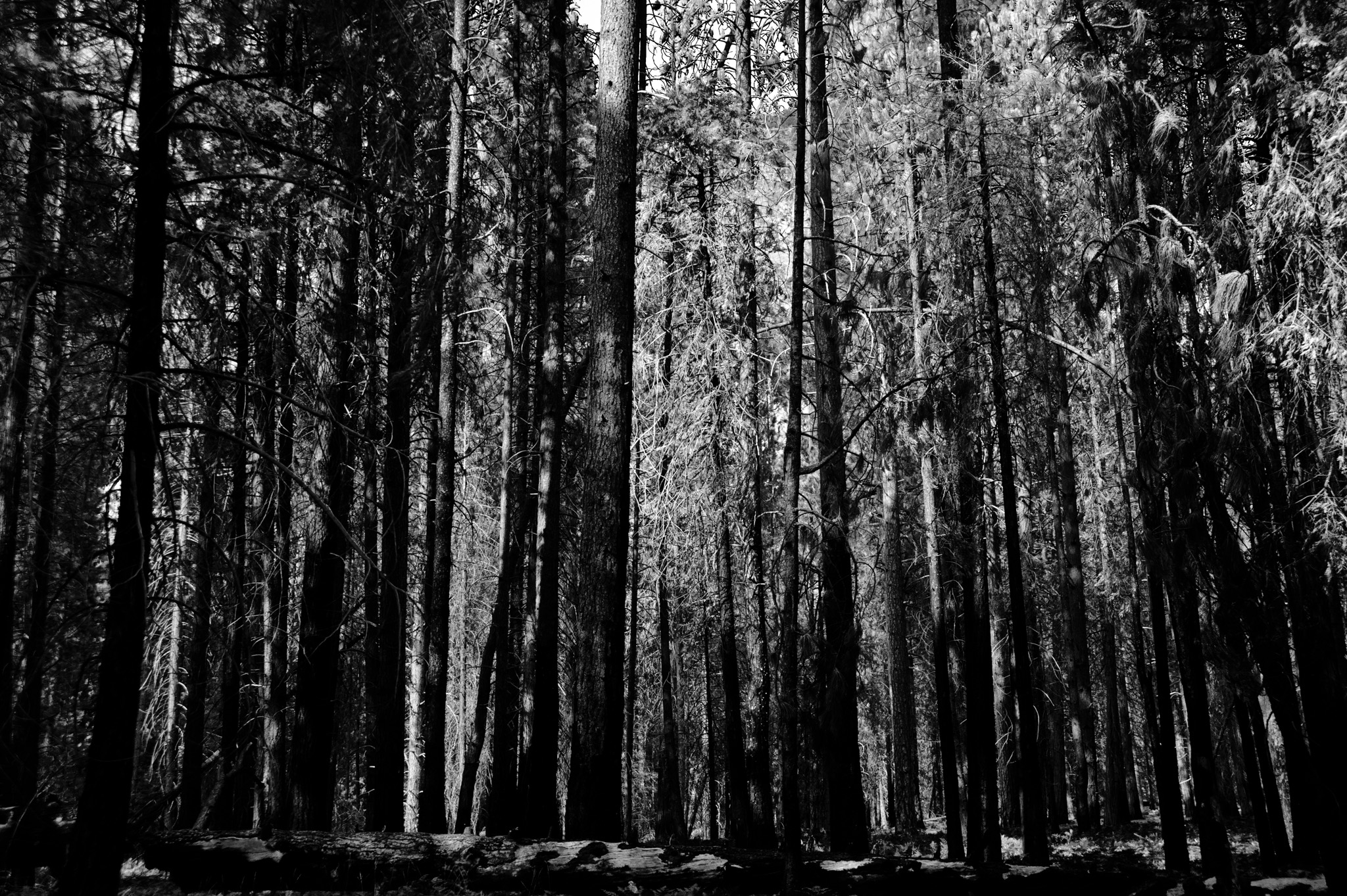 Cedar Grove