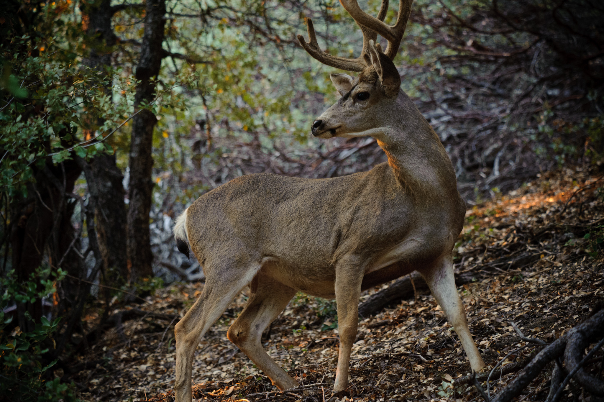 Mule Deer