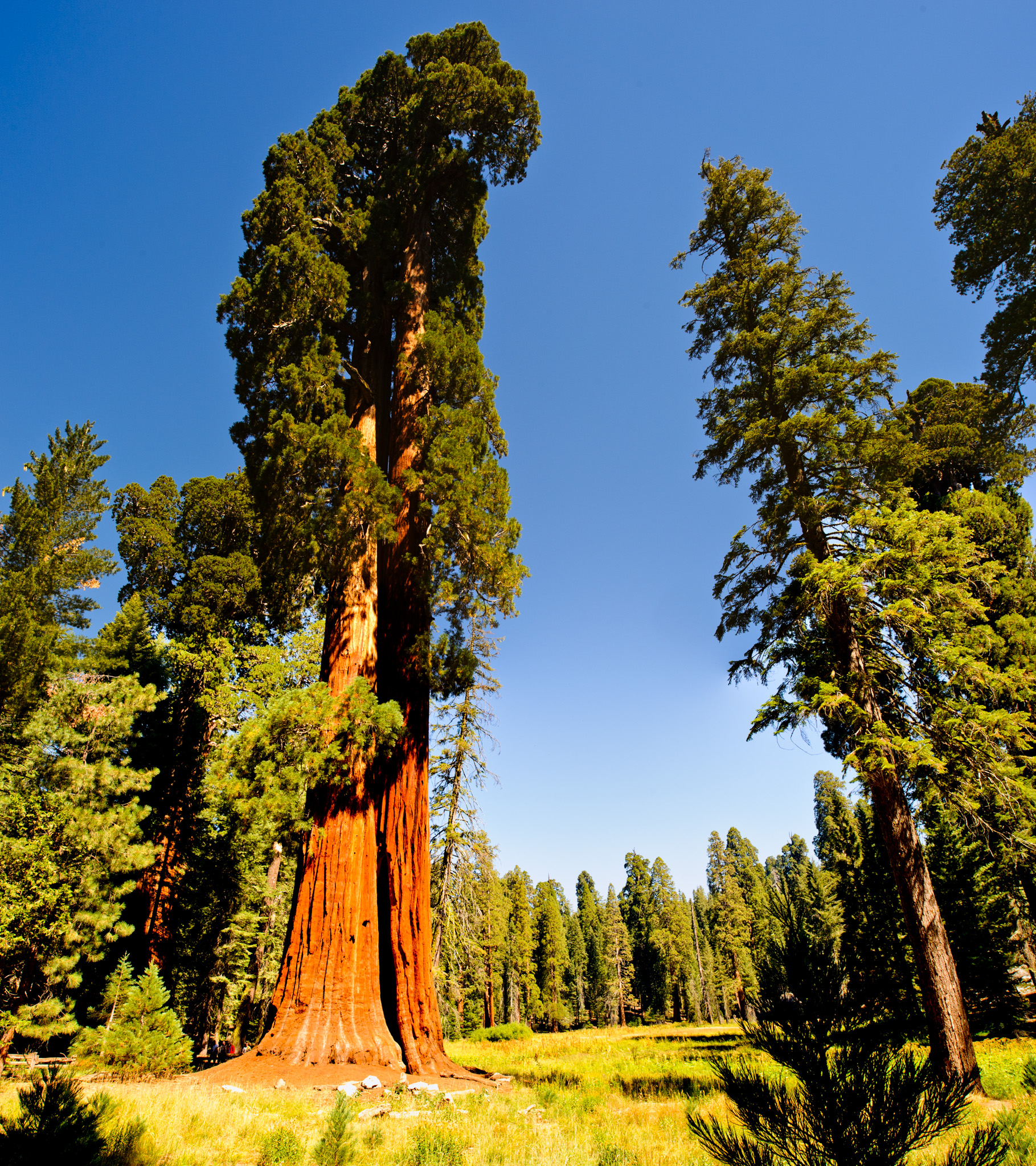 Giant Sequoia