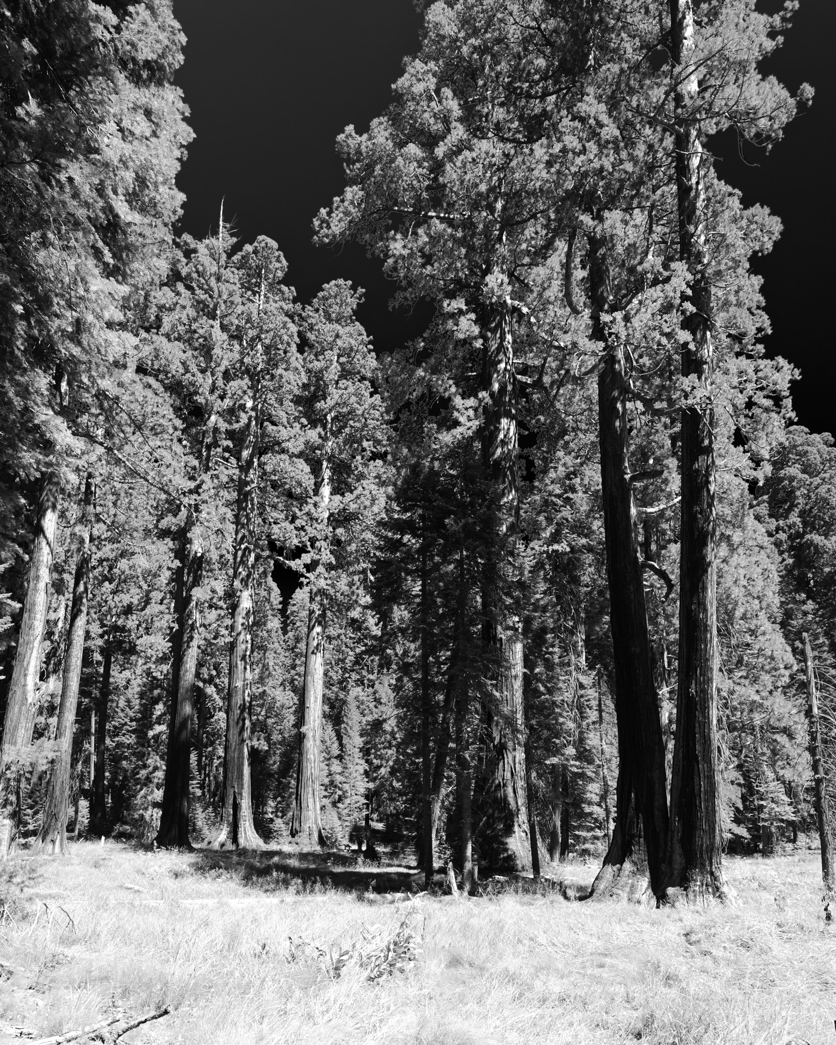 Sequoias