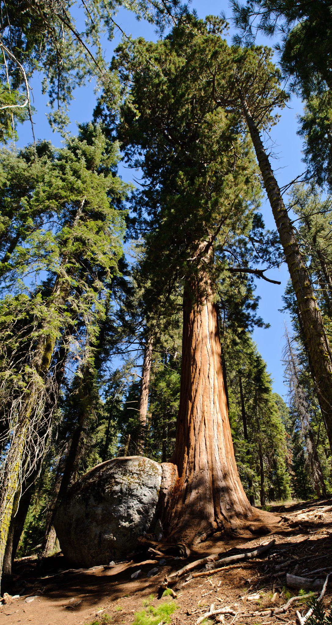 Sequoia