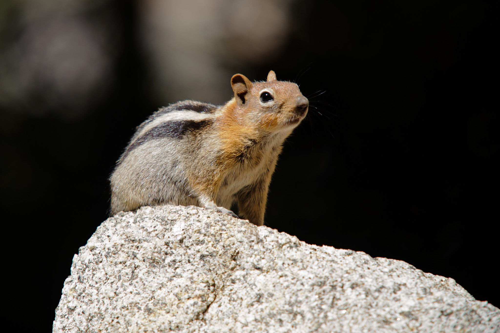Golden-mantled ground squirrel