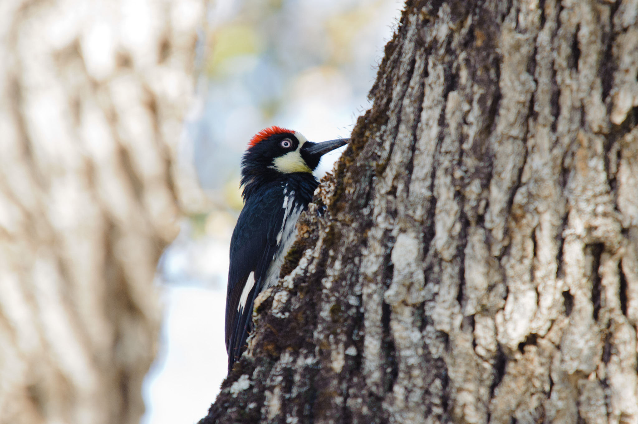Acorn Woodpecker