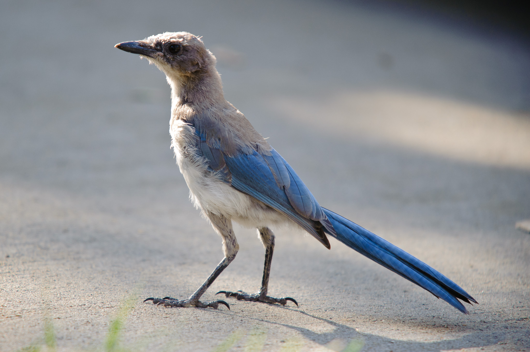 Scrub Jay