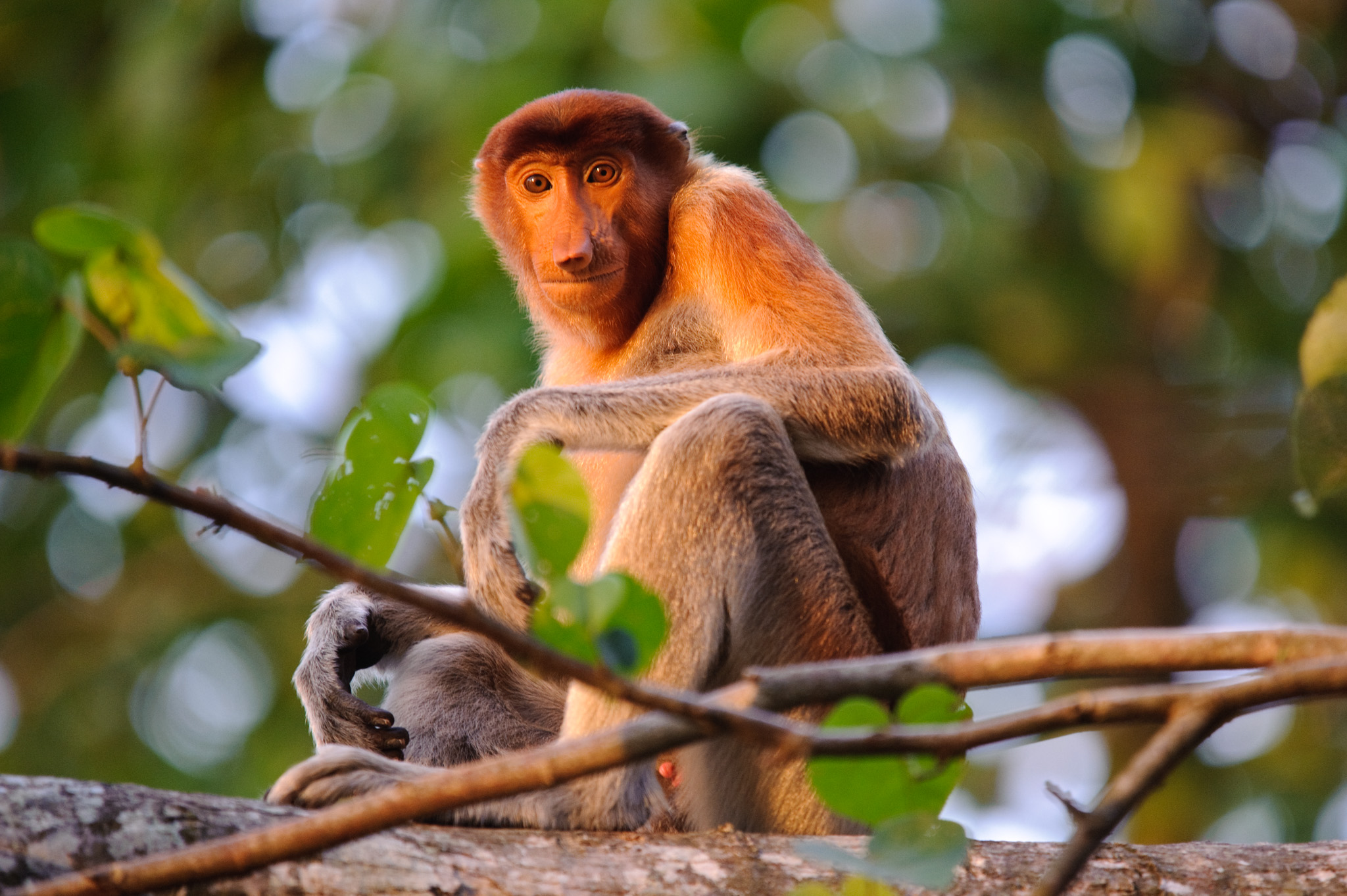 Bako National Park
