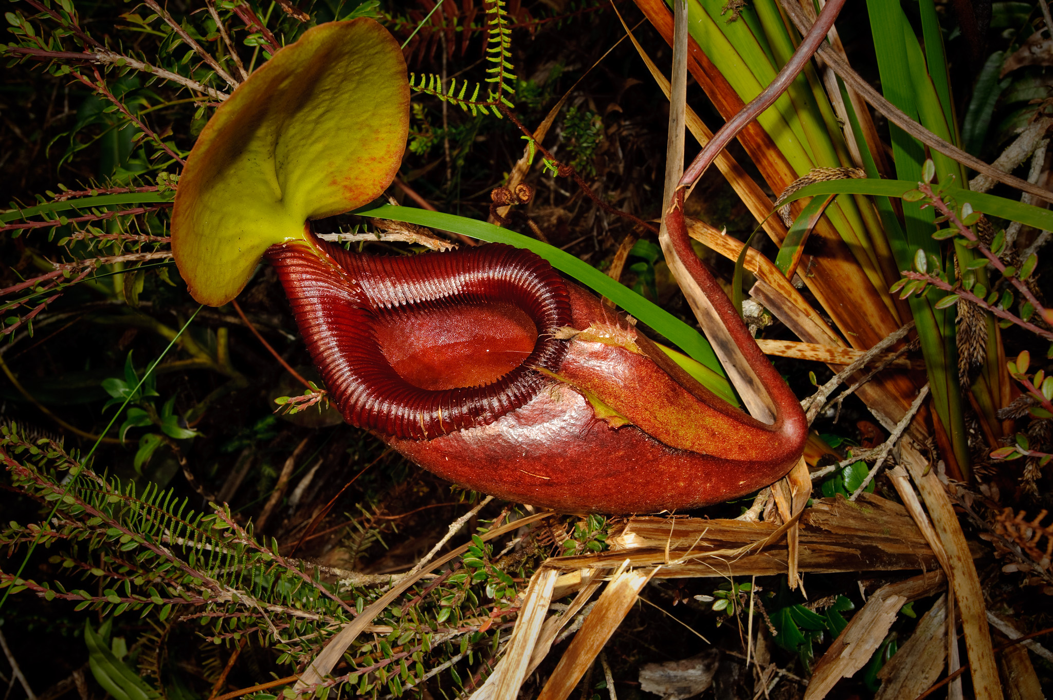 Kinabalu Park