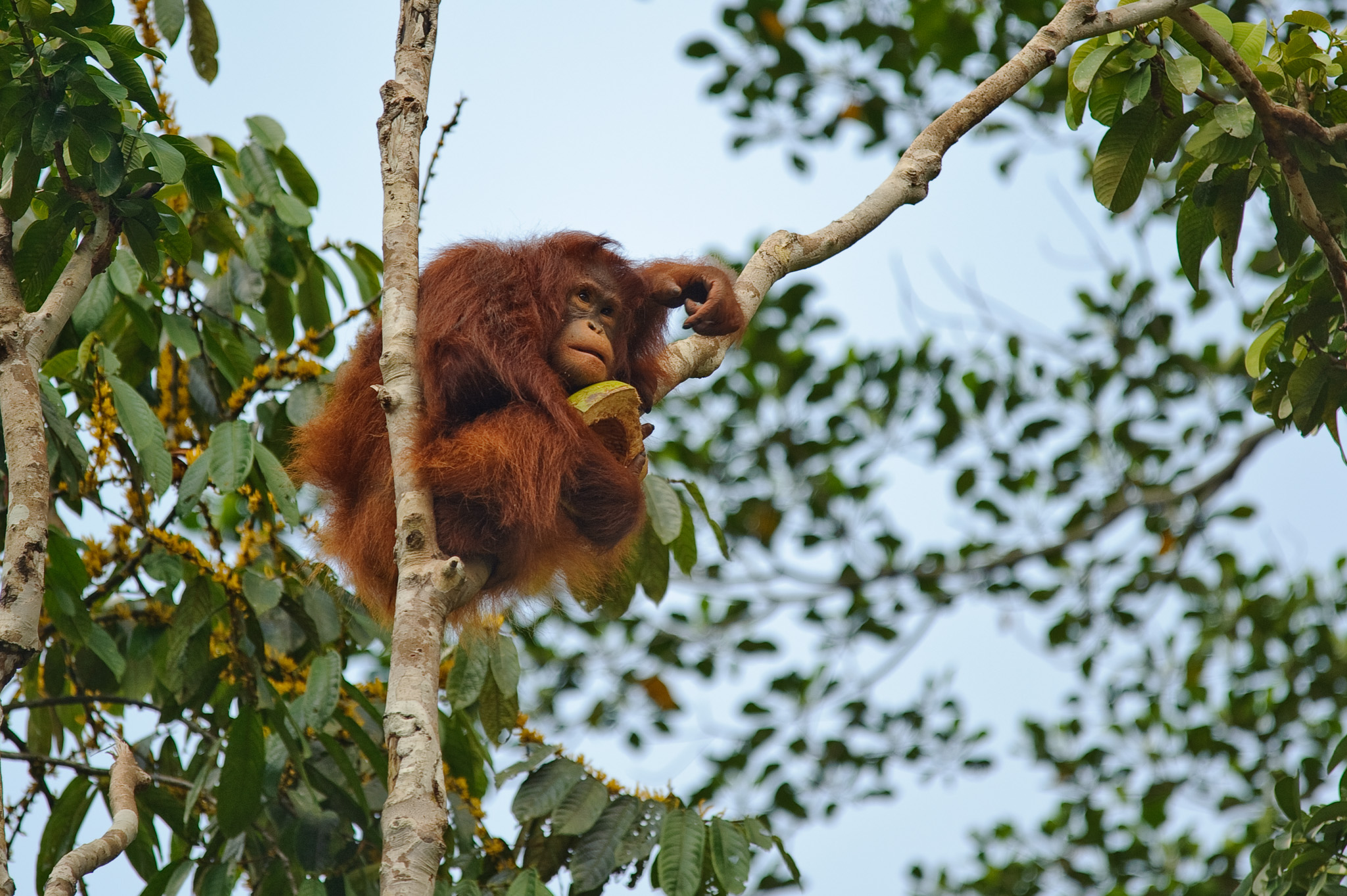 Semenggoh Wildlife Centre