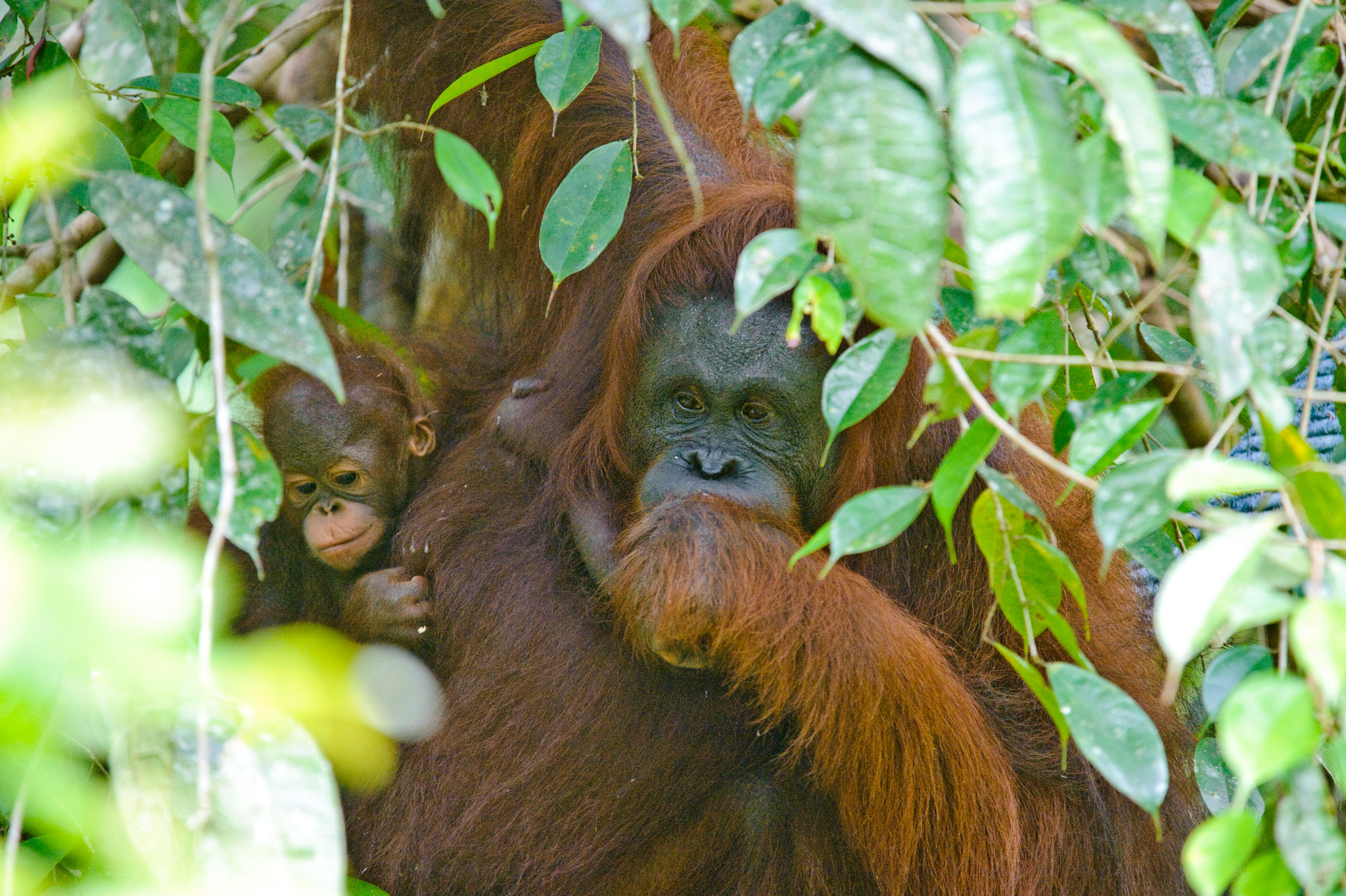 Semenggoh Wildlife Centre