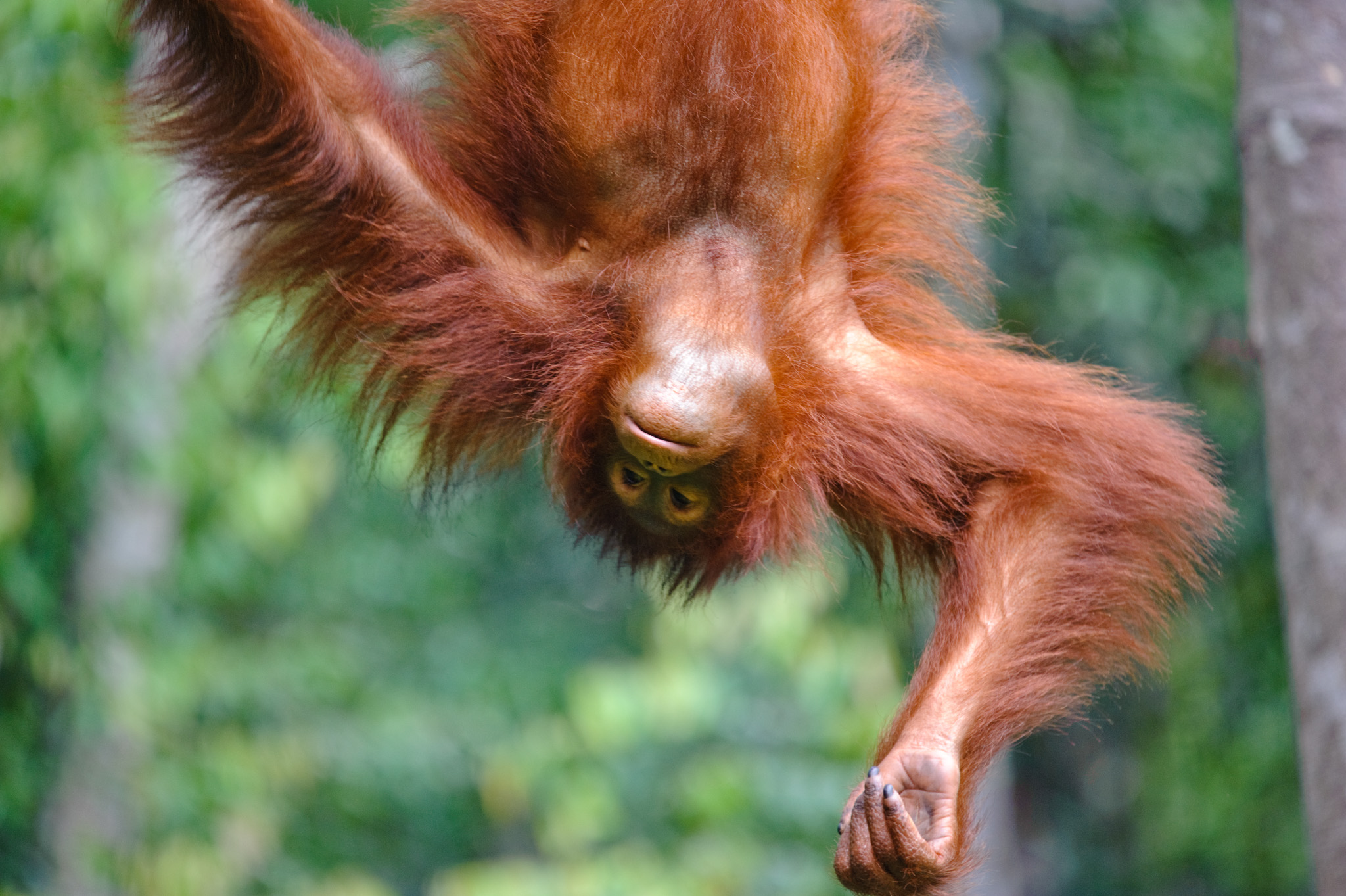 Semenggoh Wildlife Centre