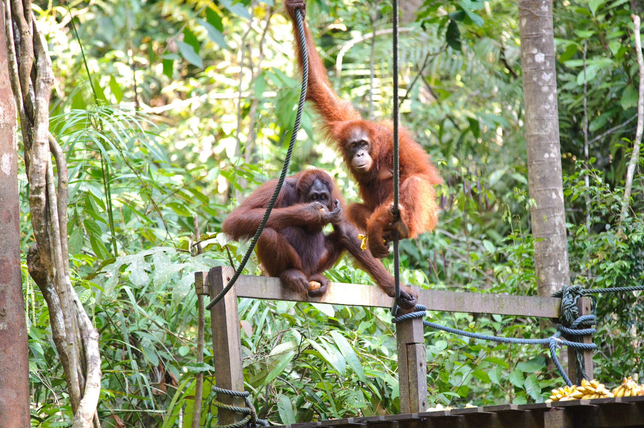 Semenggoh Wildlife Centre