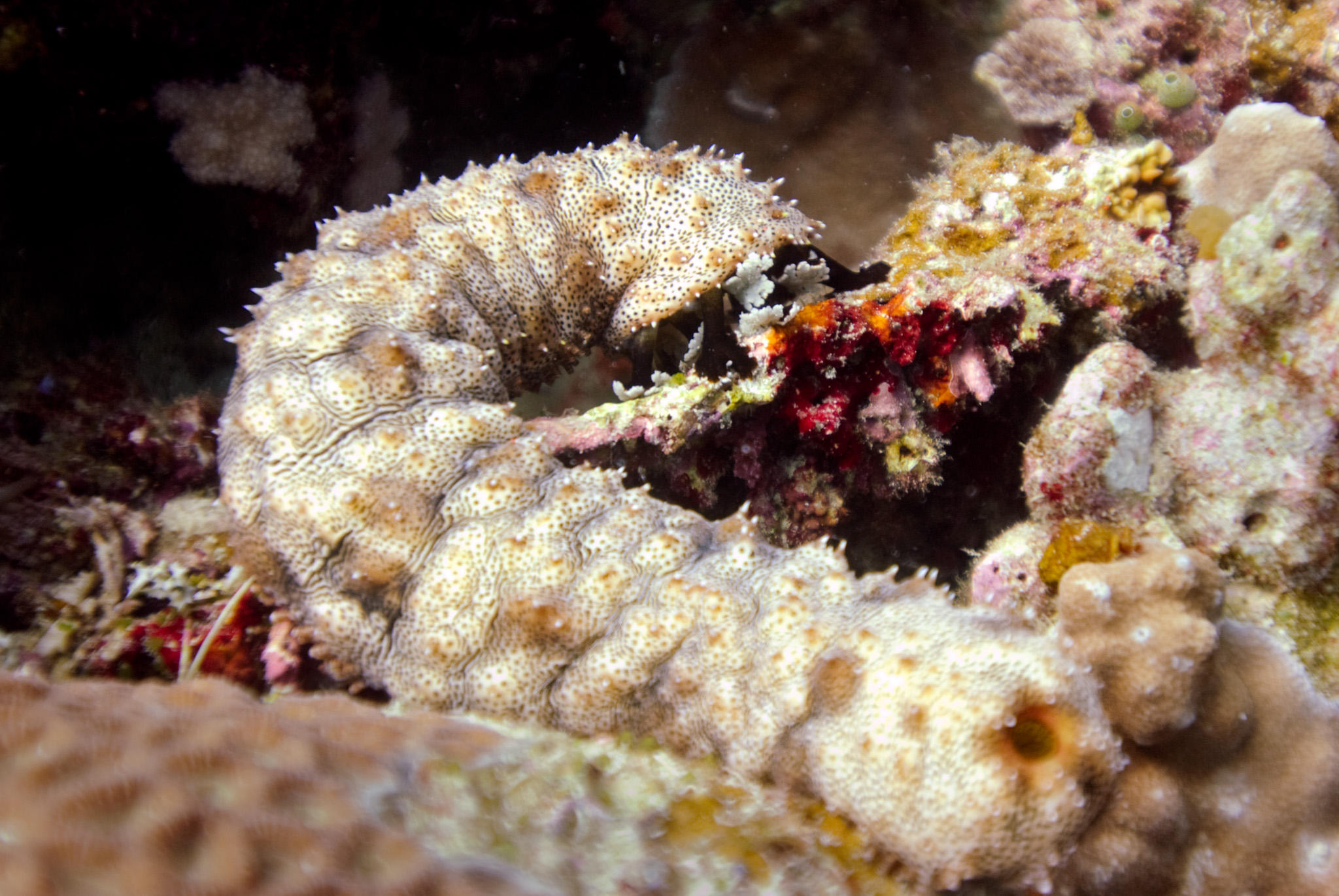 Graeffe's Sea Cucumber