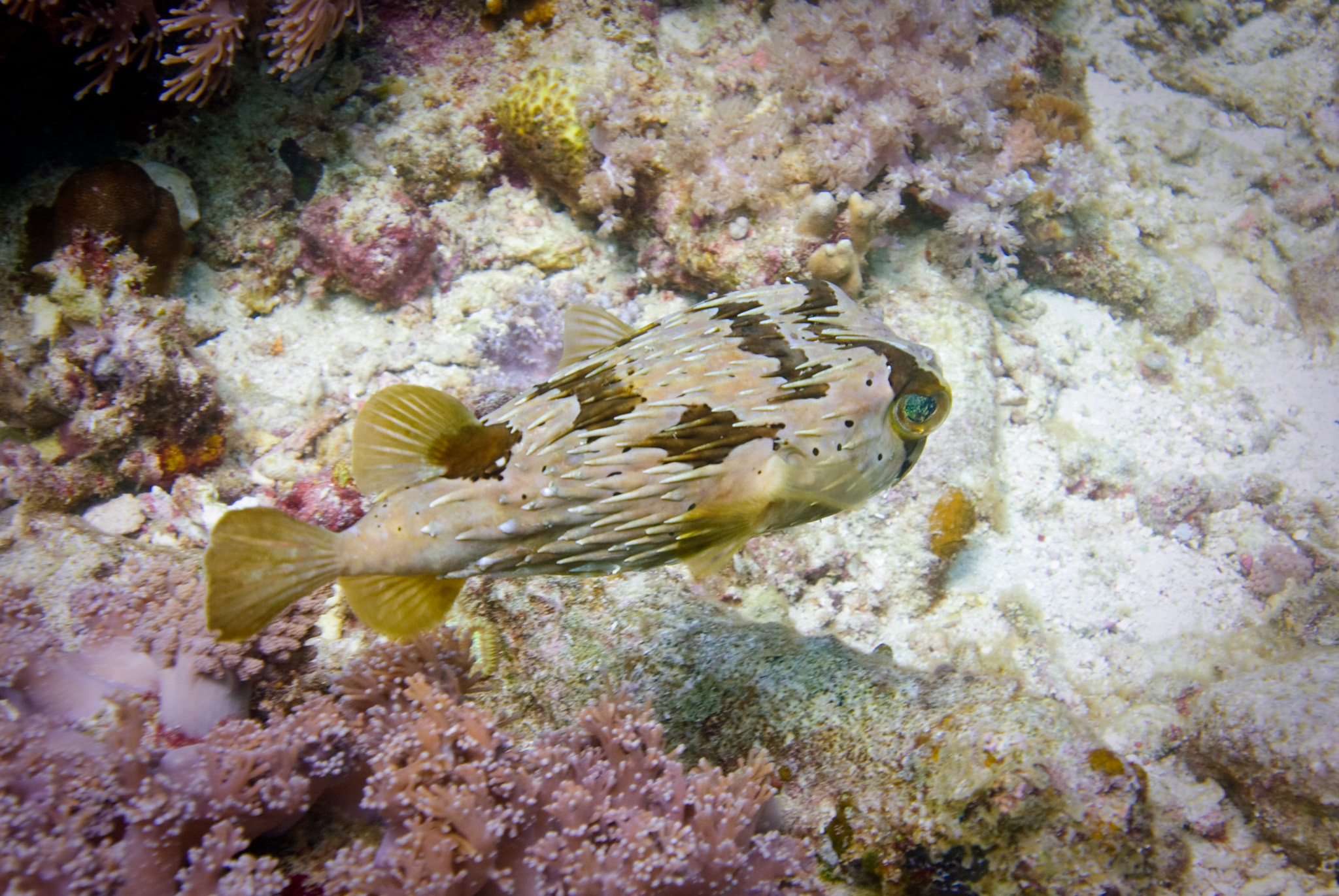 Balloon Porcupine Fish