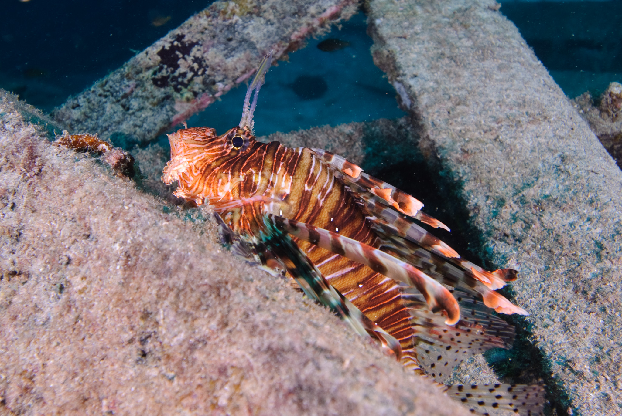 Lionfish