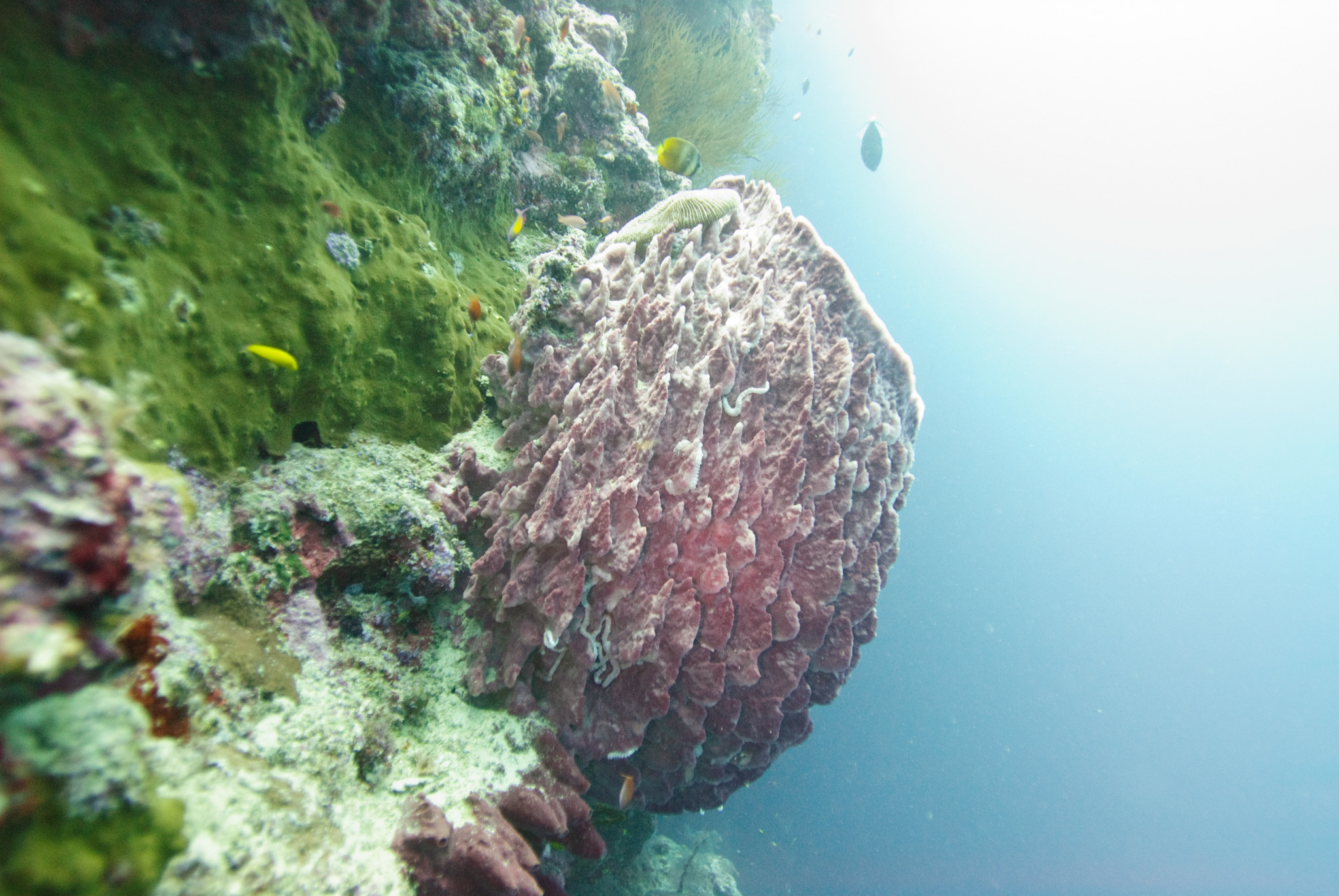 Sponge