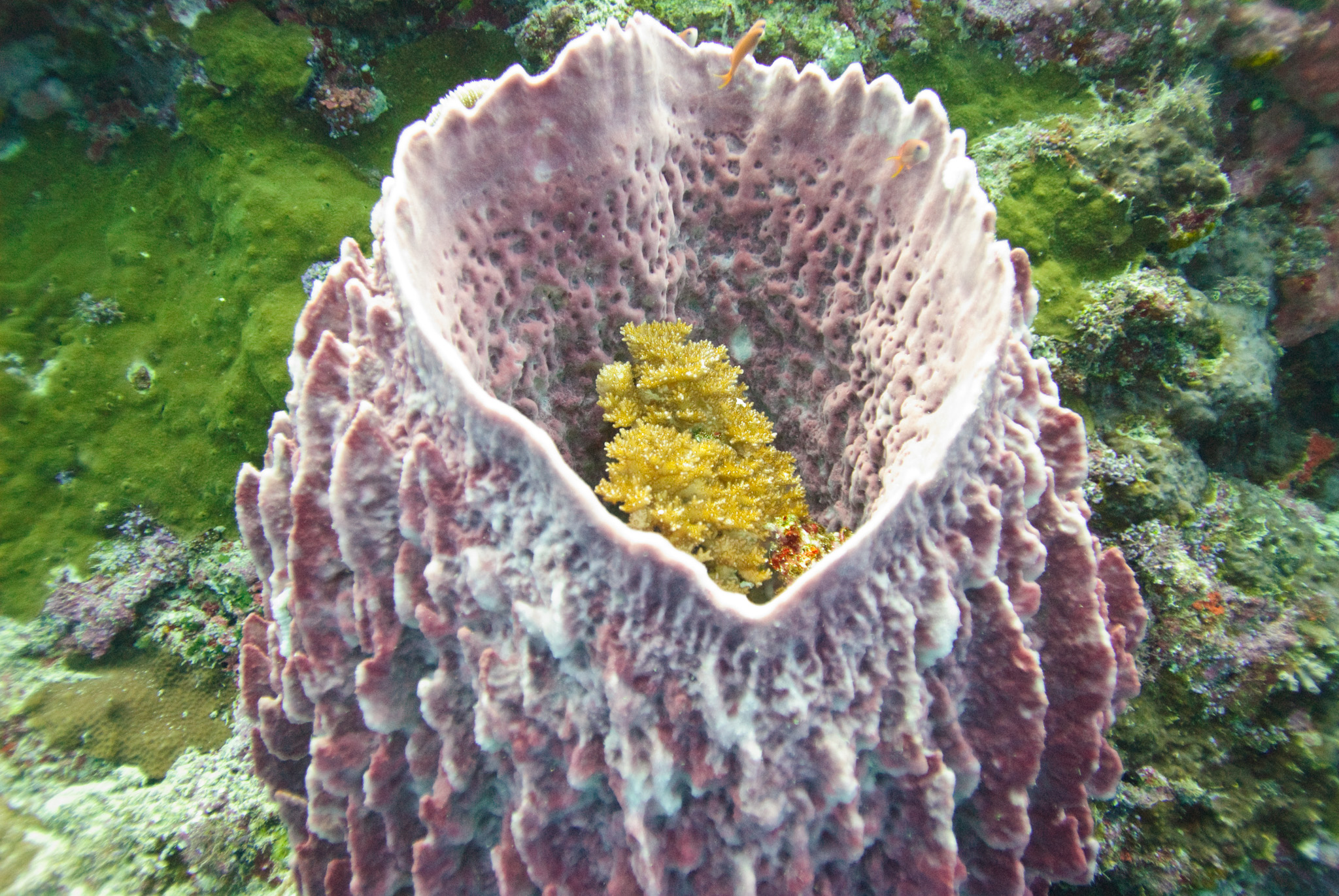 Sponge