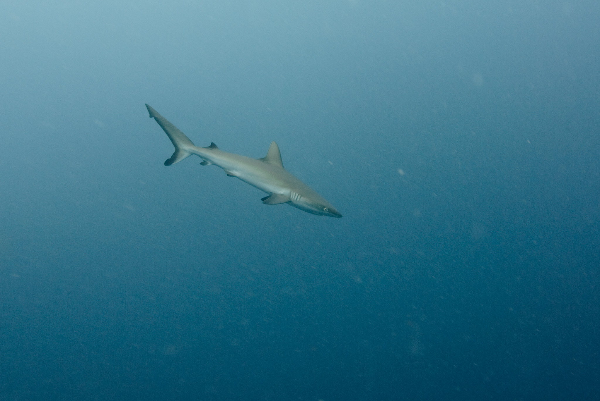 Gray Reefshark