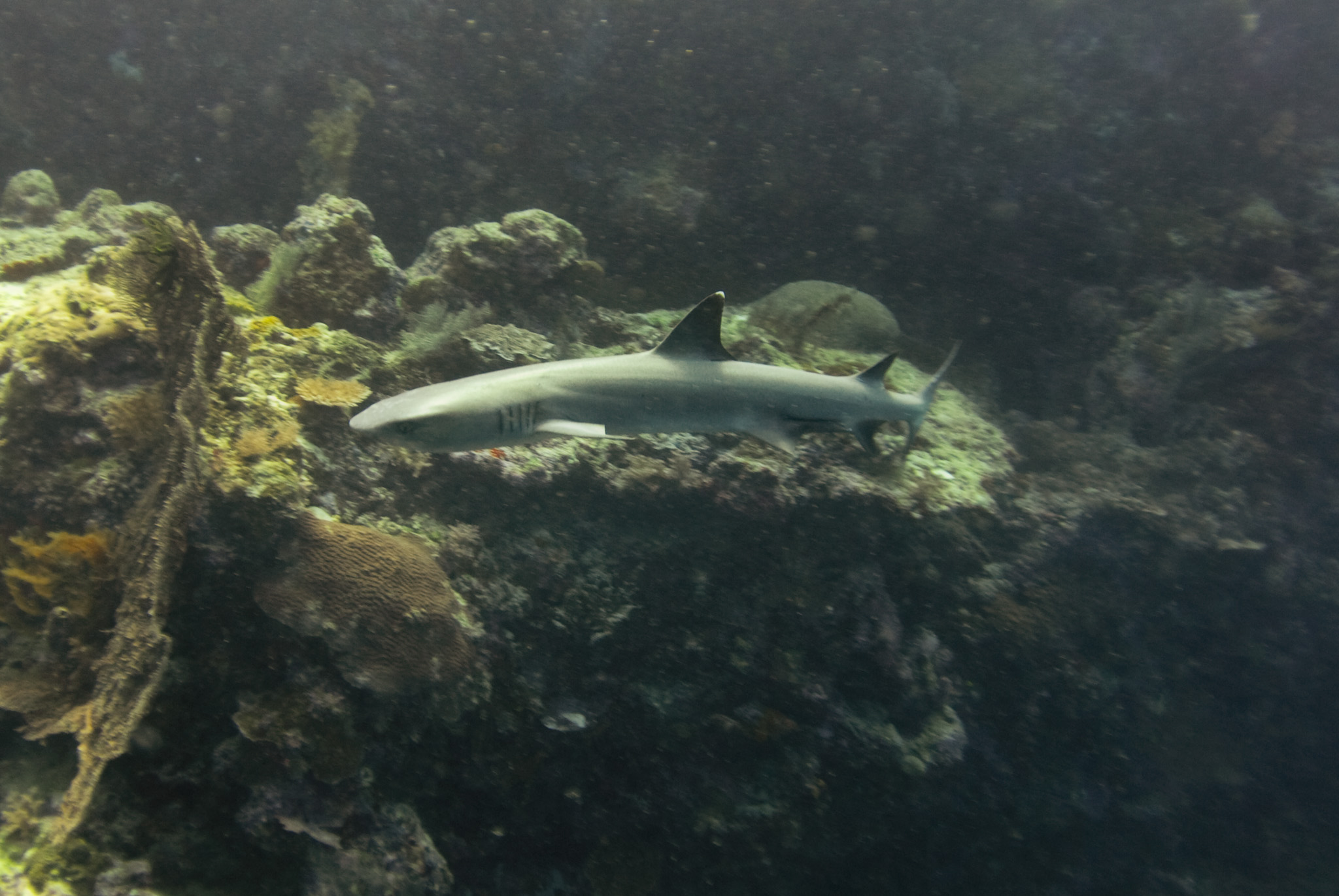 Gray Reefshark