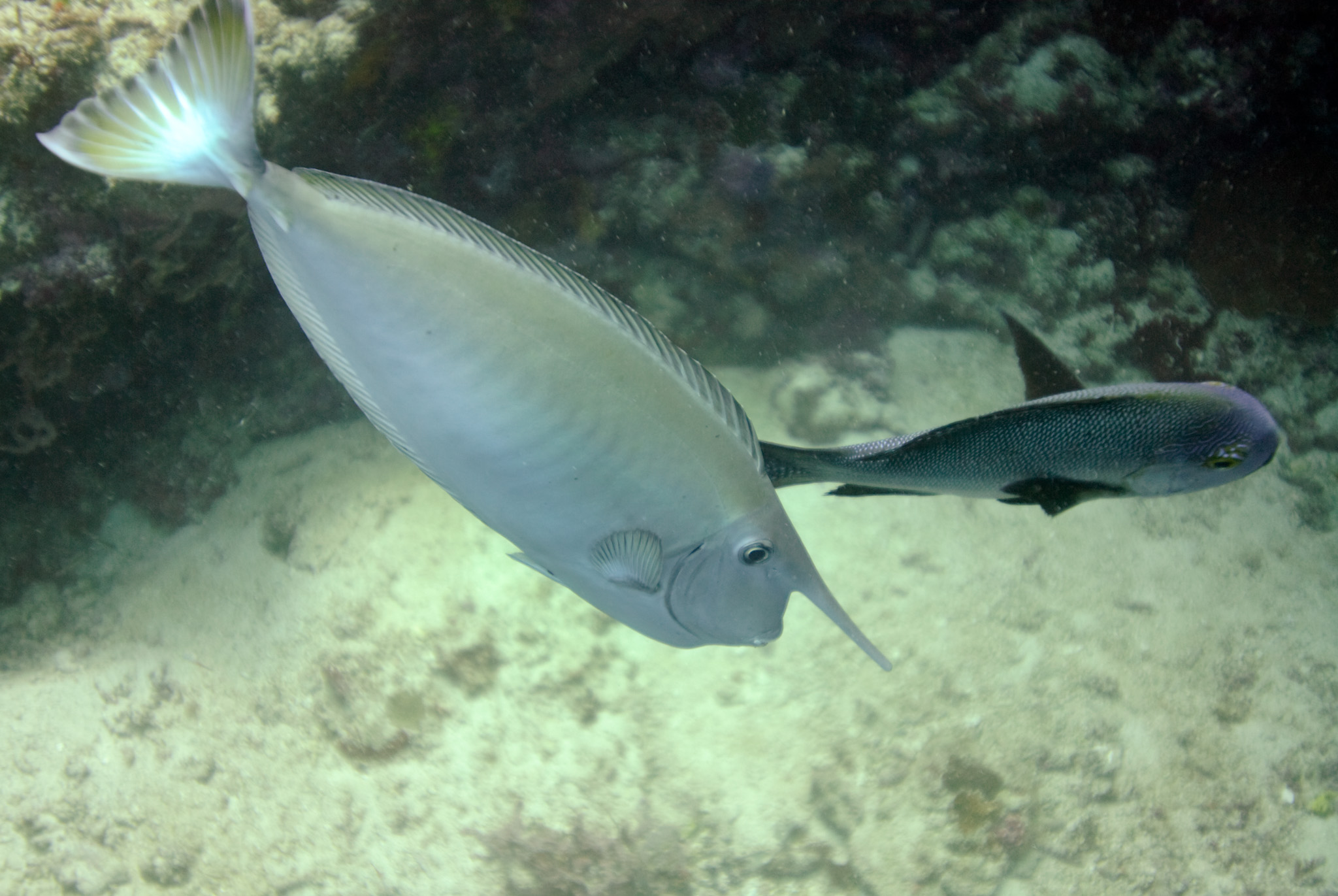 Whitemargin Unicornfish