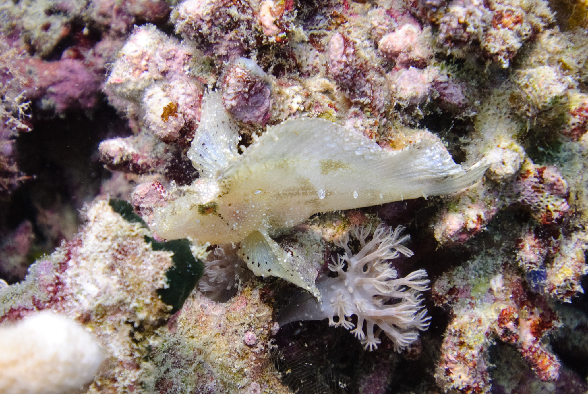 Leaf Scorpionfish