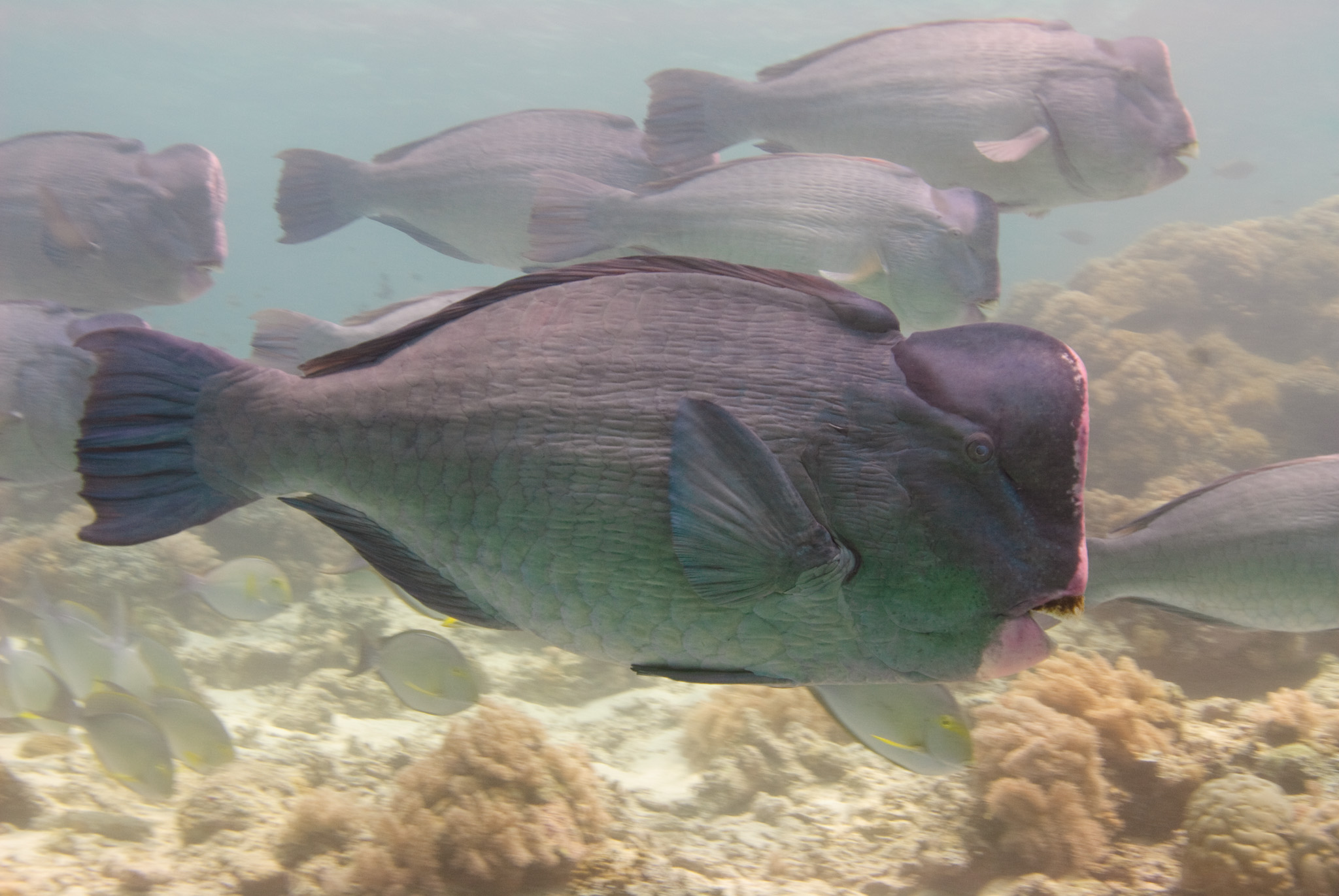 Humphead Parrotfish