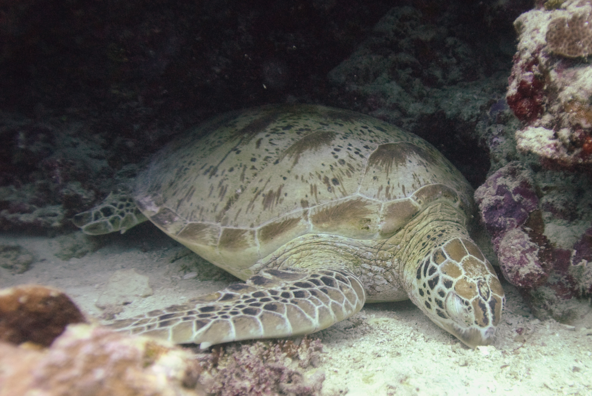 Green Sea Turtle