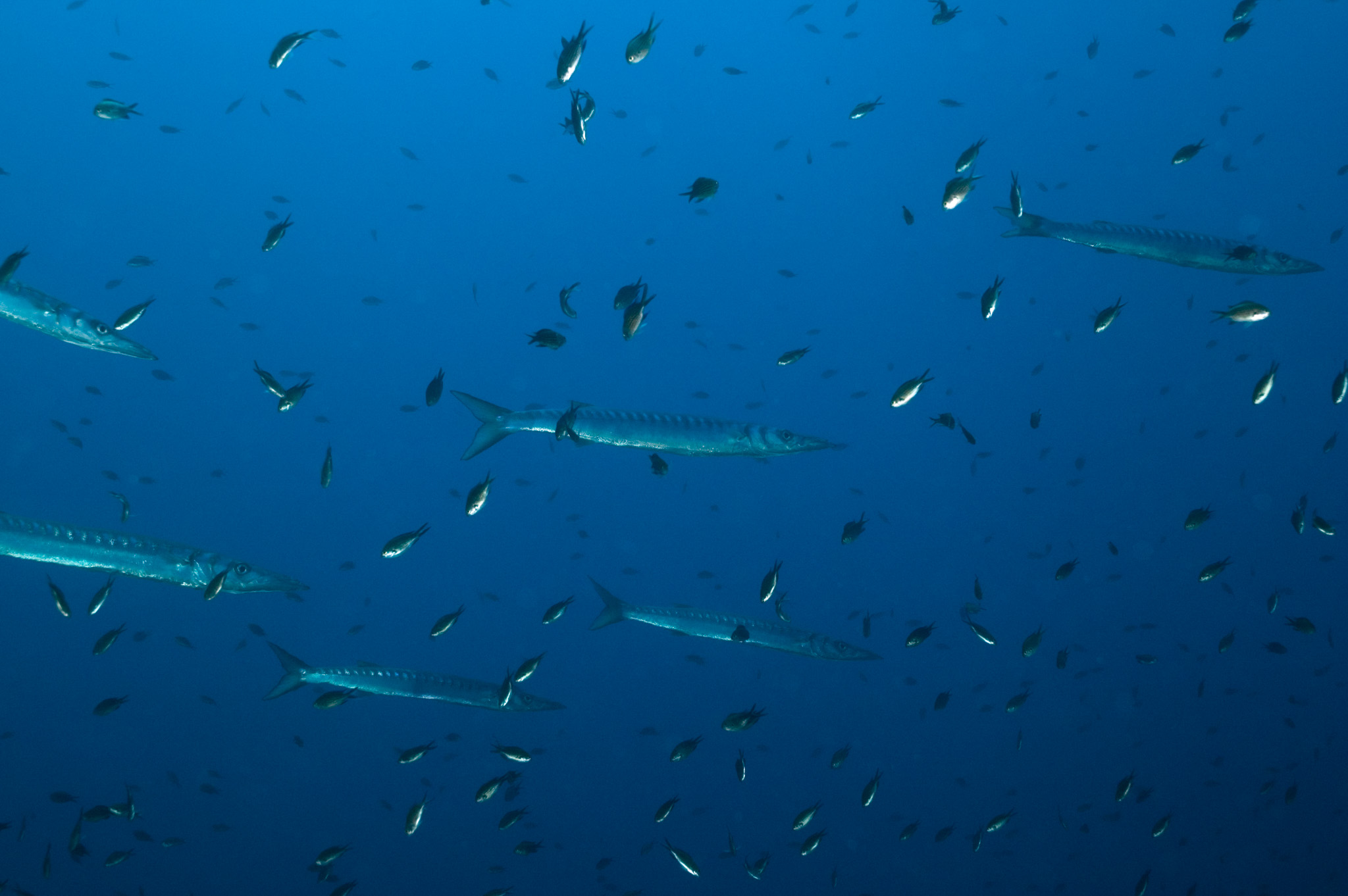 School of Barracuda's