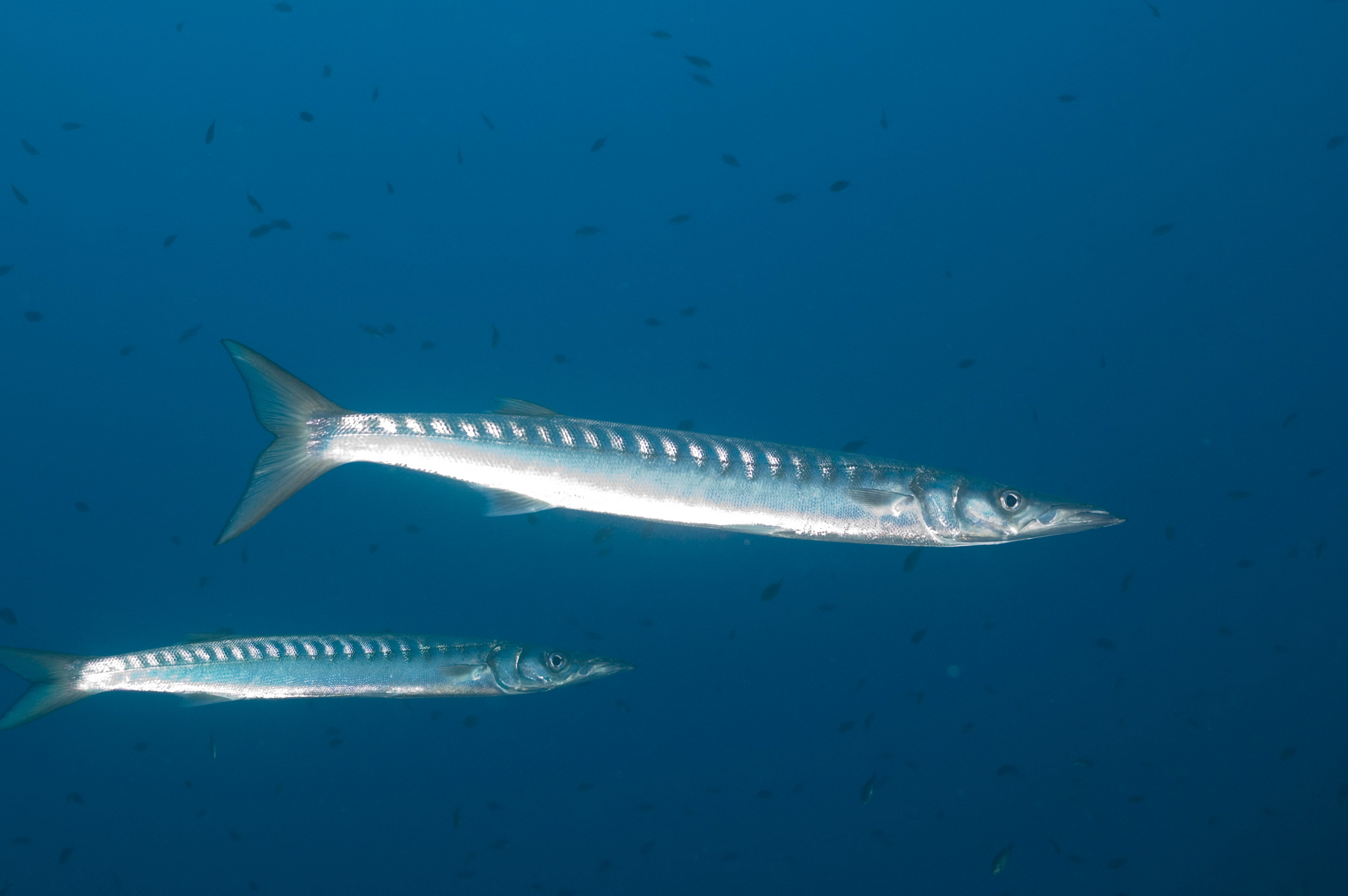 Barracuda