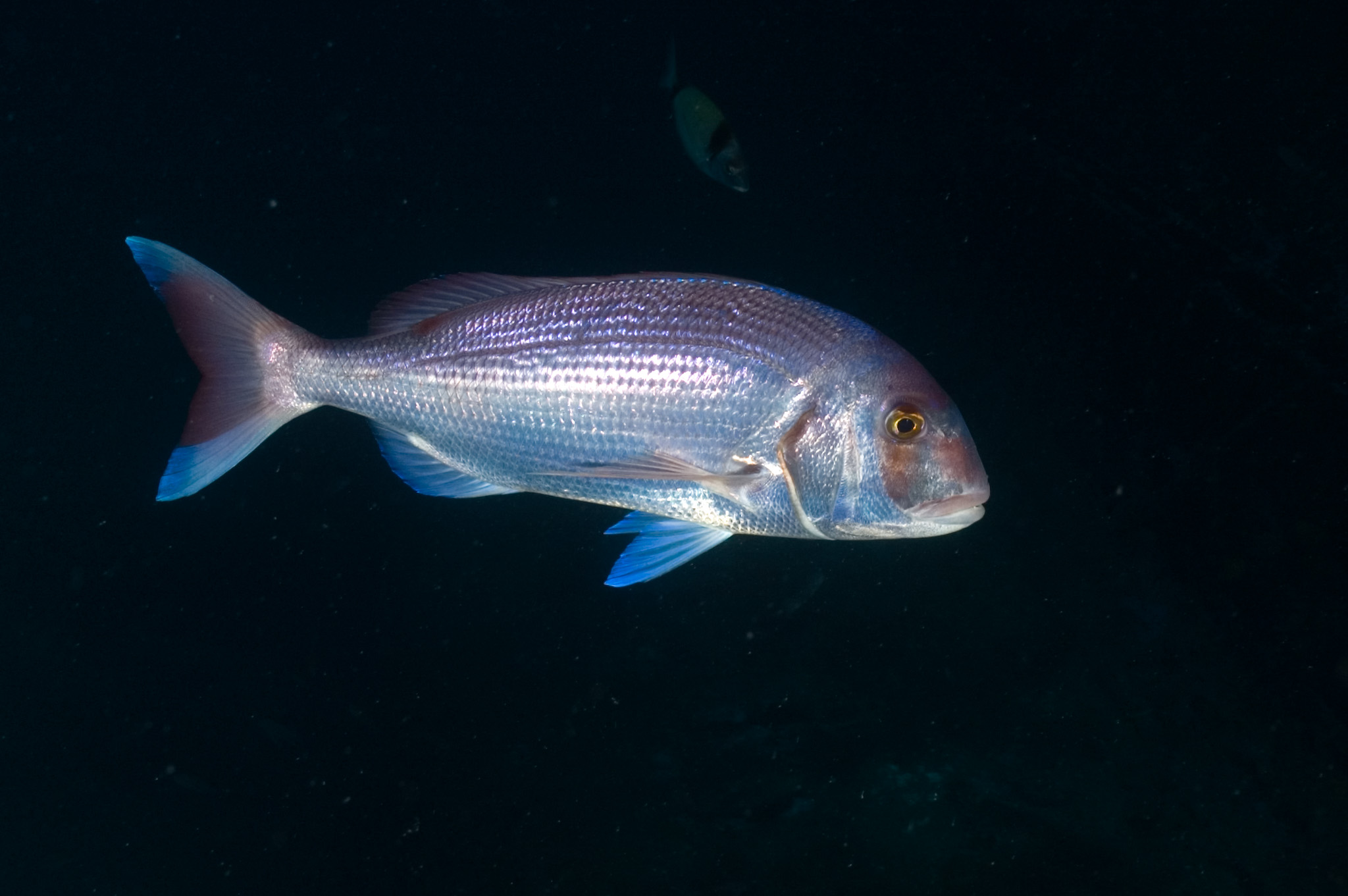 Bluefin Trevally