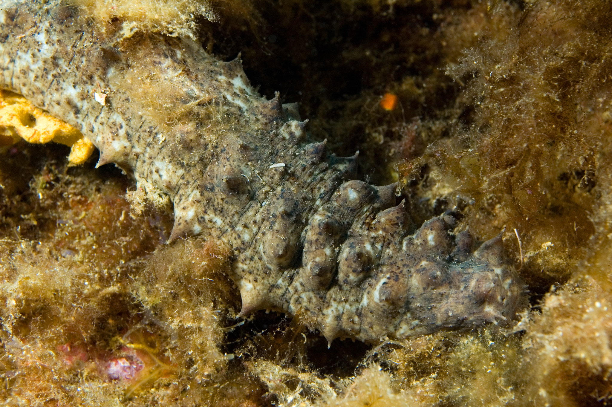 Sea cucumber