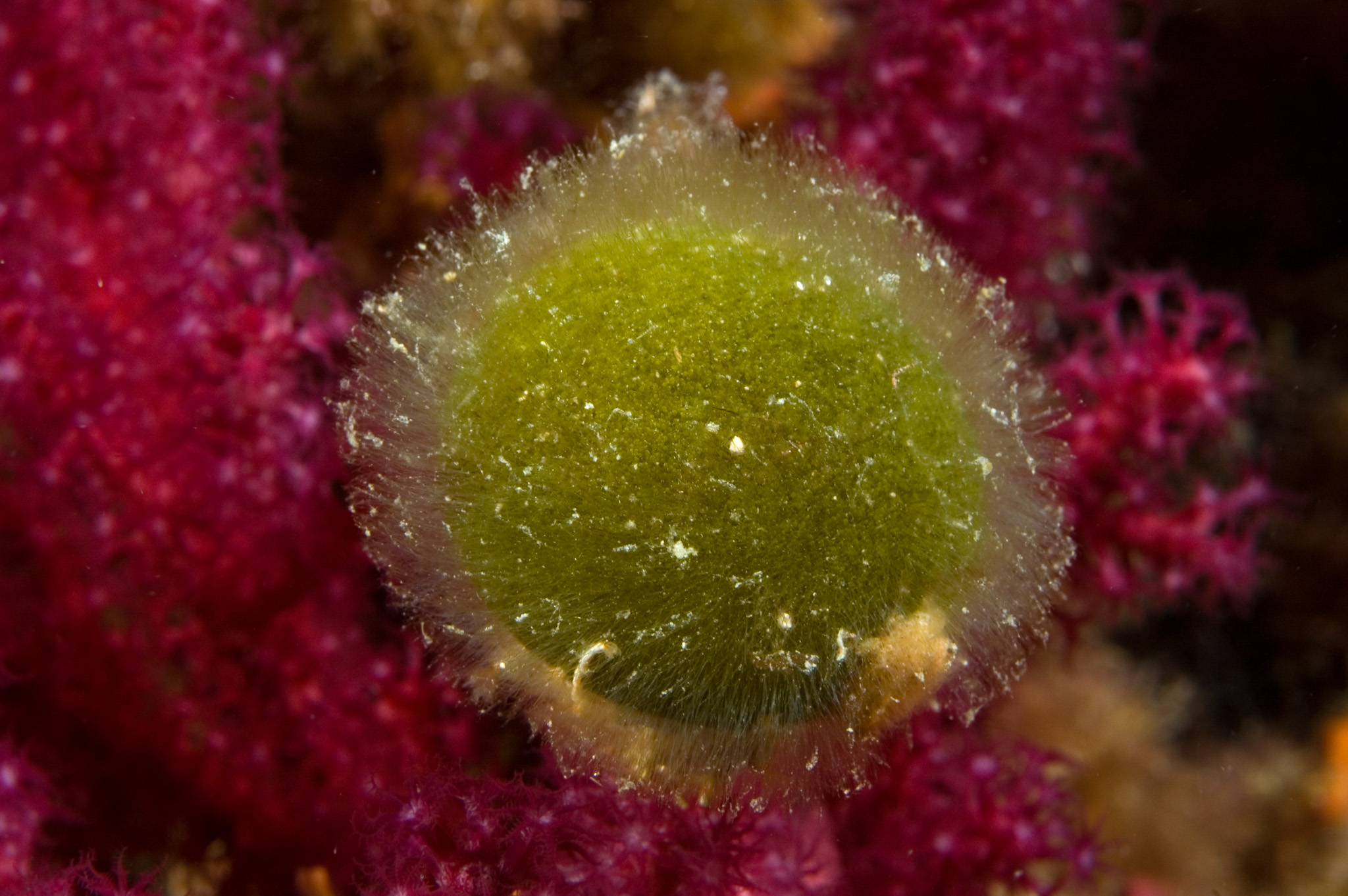 Codium bursa (sea ball)