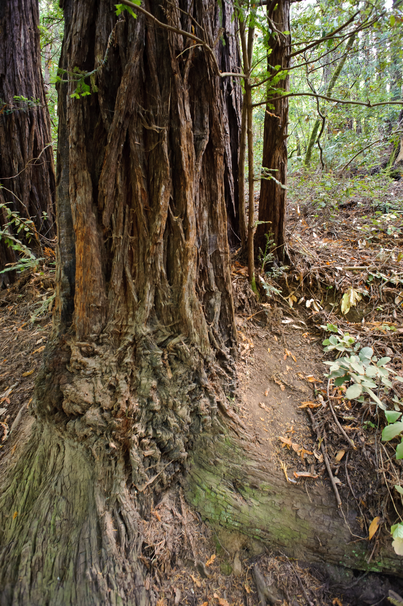 Coastal Redwood Tree