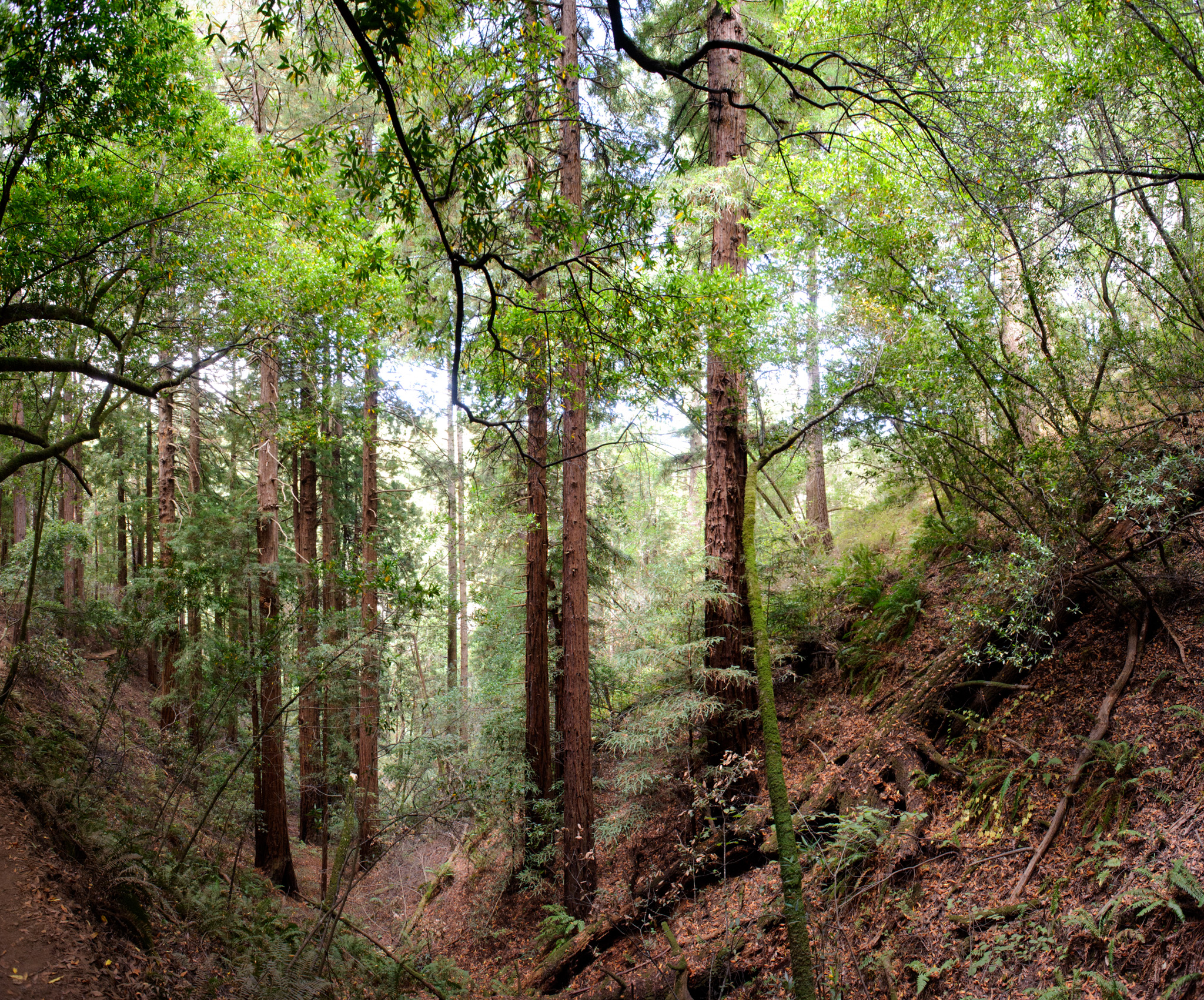 Coastal Redwoods