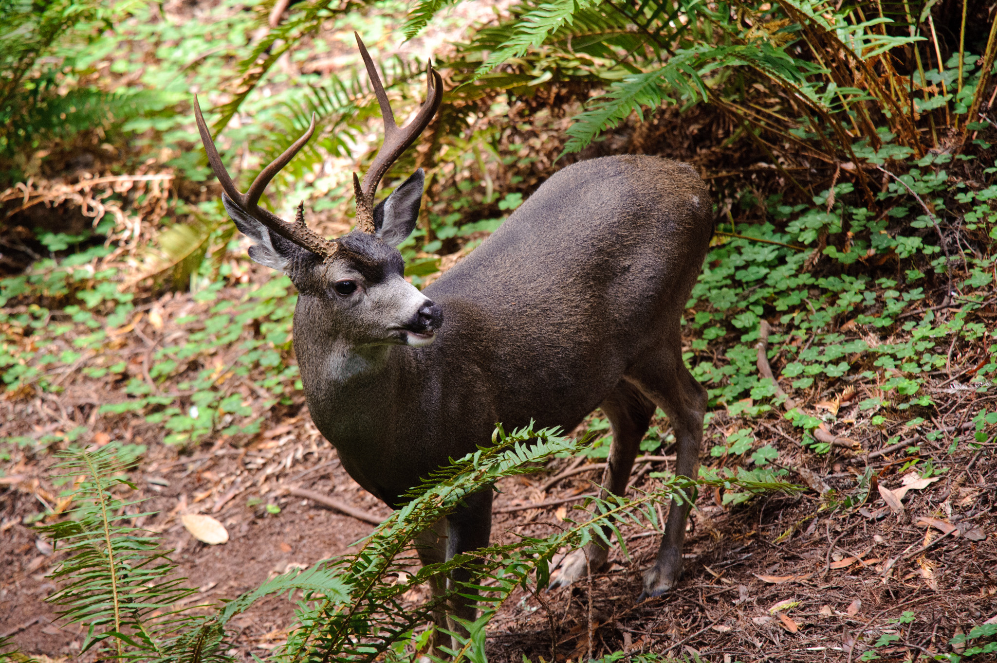 Deer