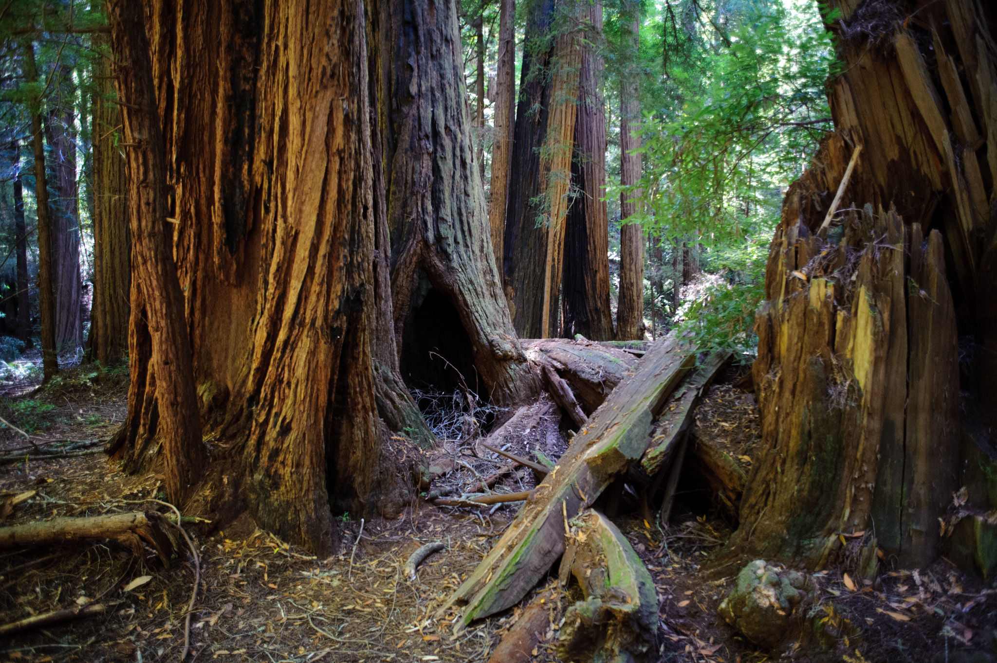 Coastal Redwood Tree