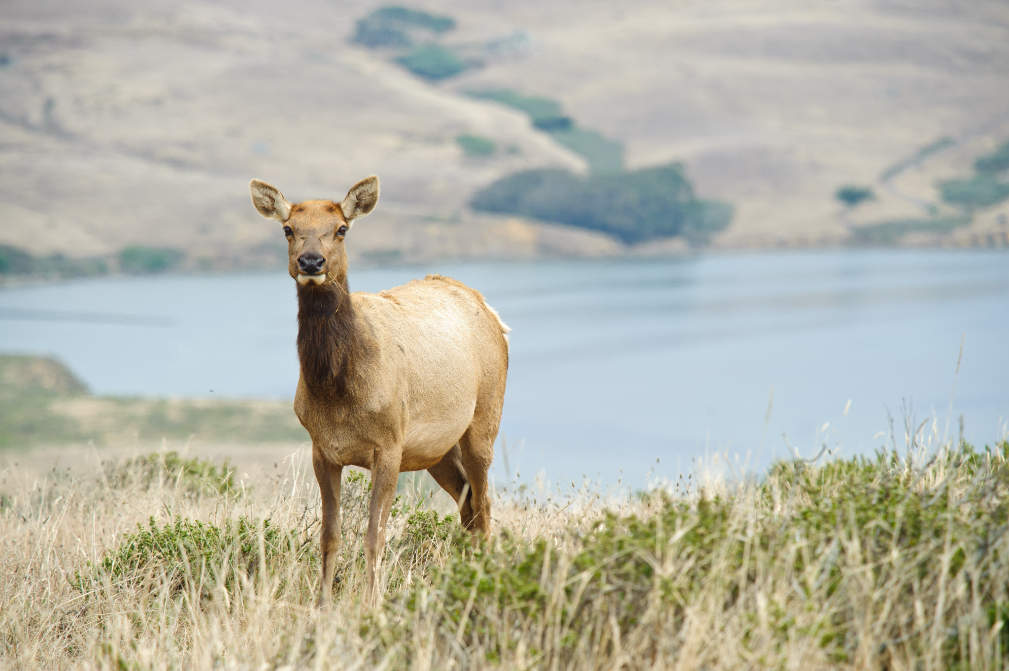 Tule Elk