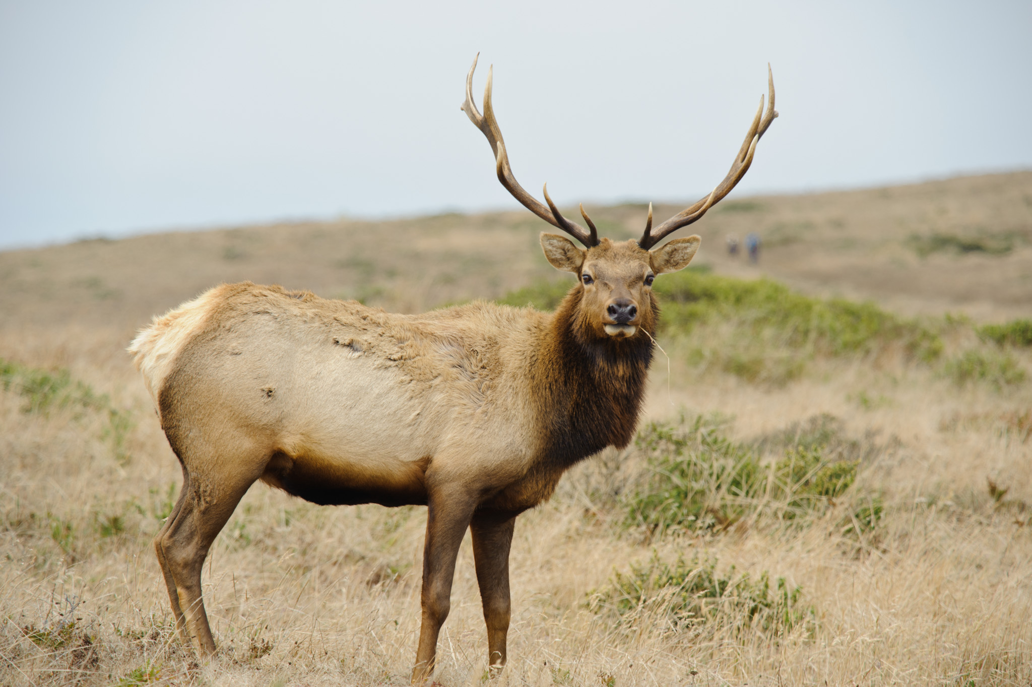 Male Tule Elk