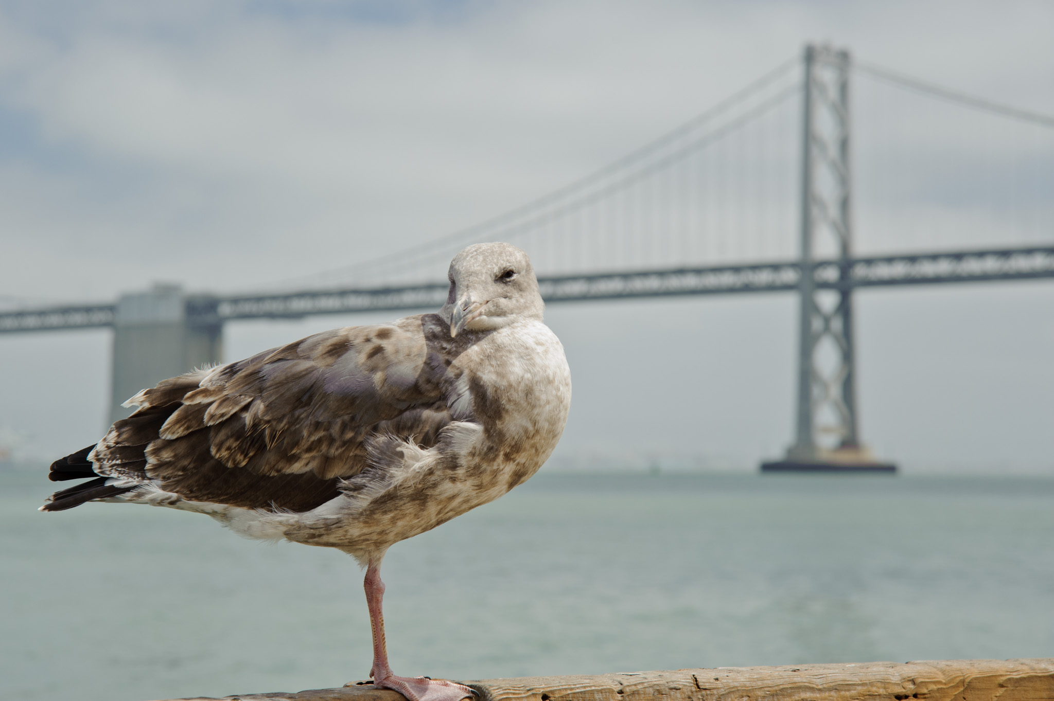 Oakland Bay Bridge