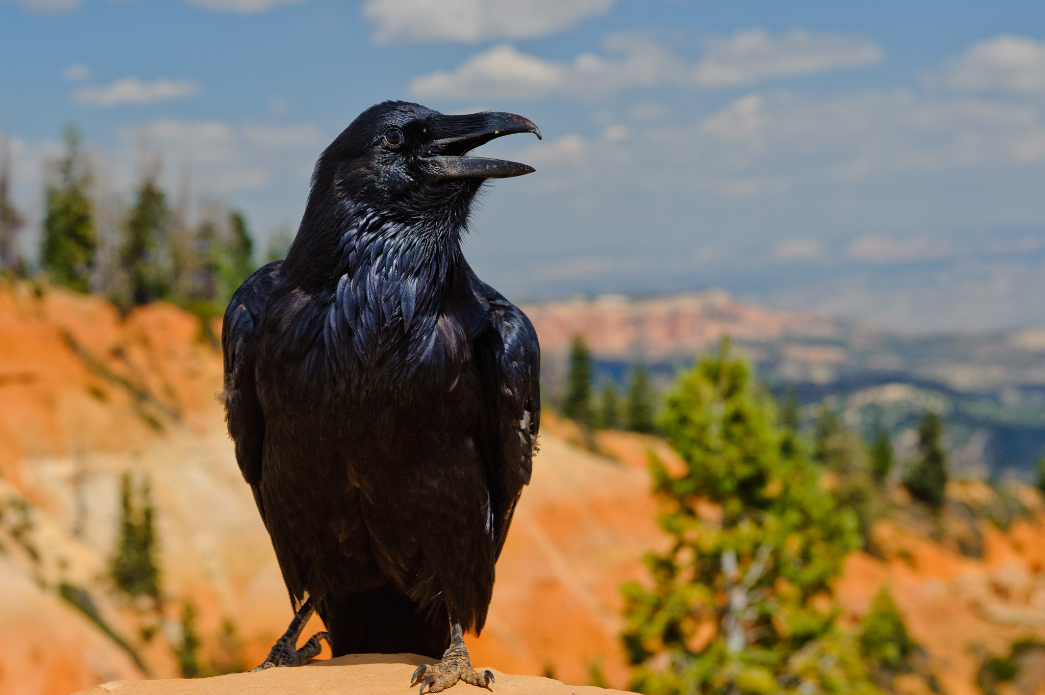 Raven