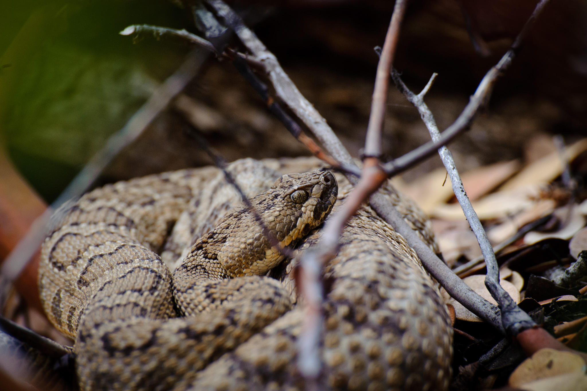 Rattlesnake
