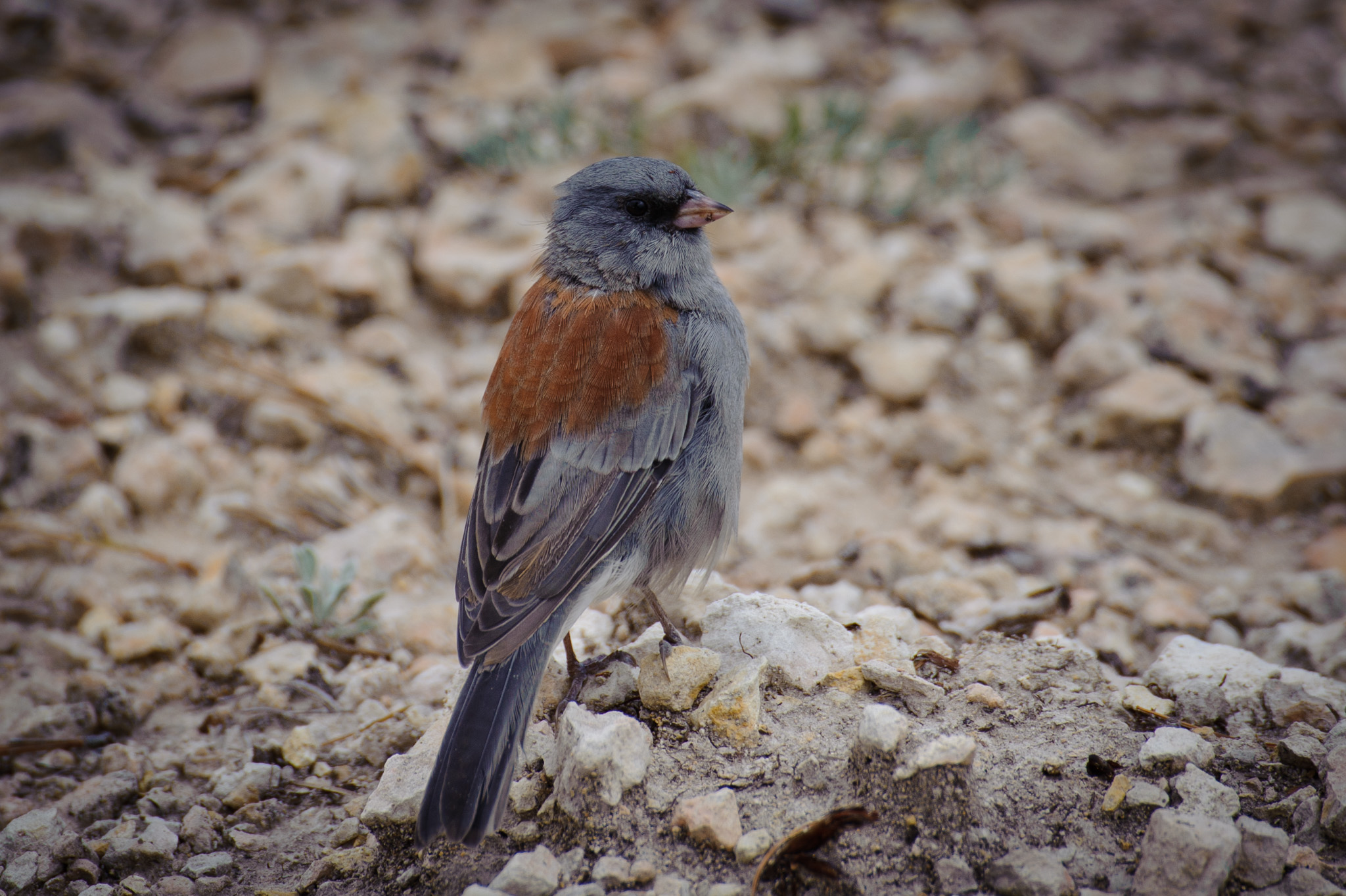Red Backed Sierra Finch