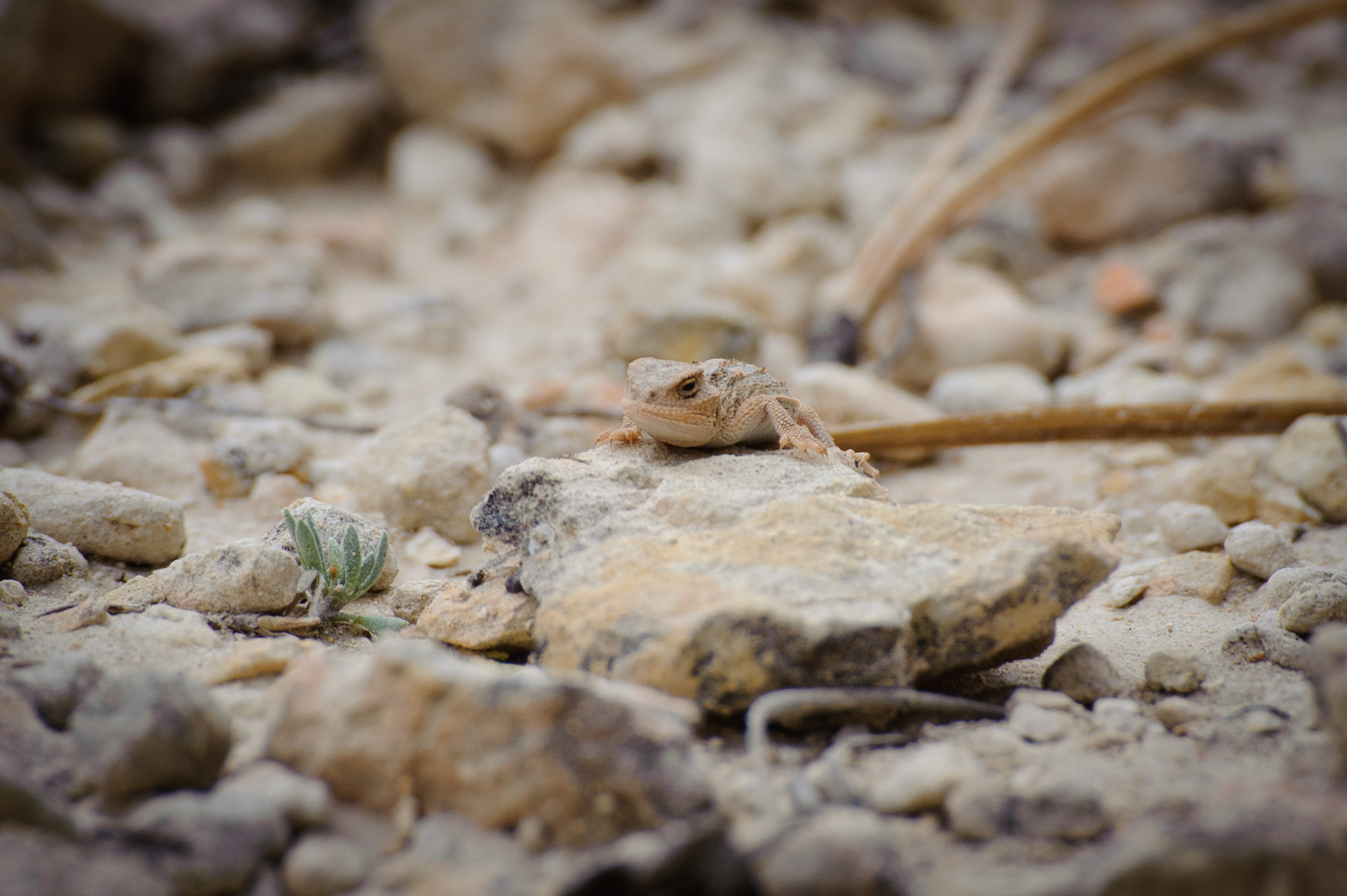 Mountain Short Horned Lizard