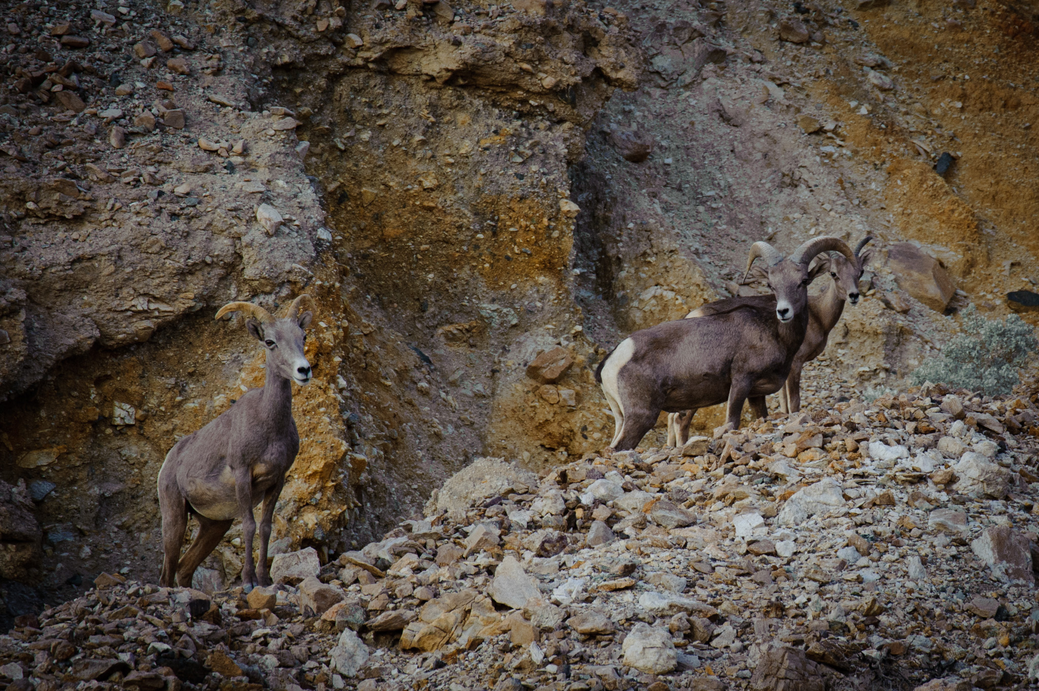 Mountain Goats